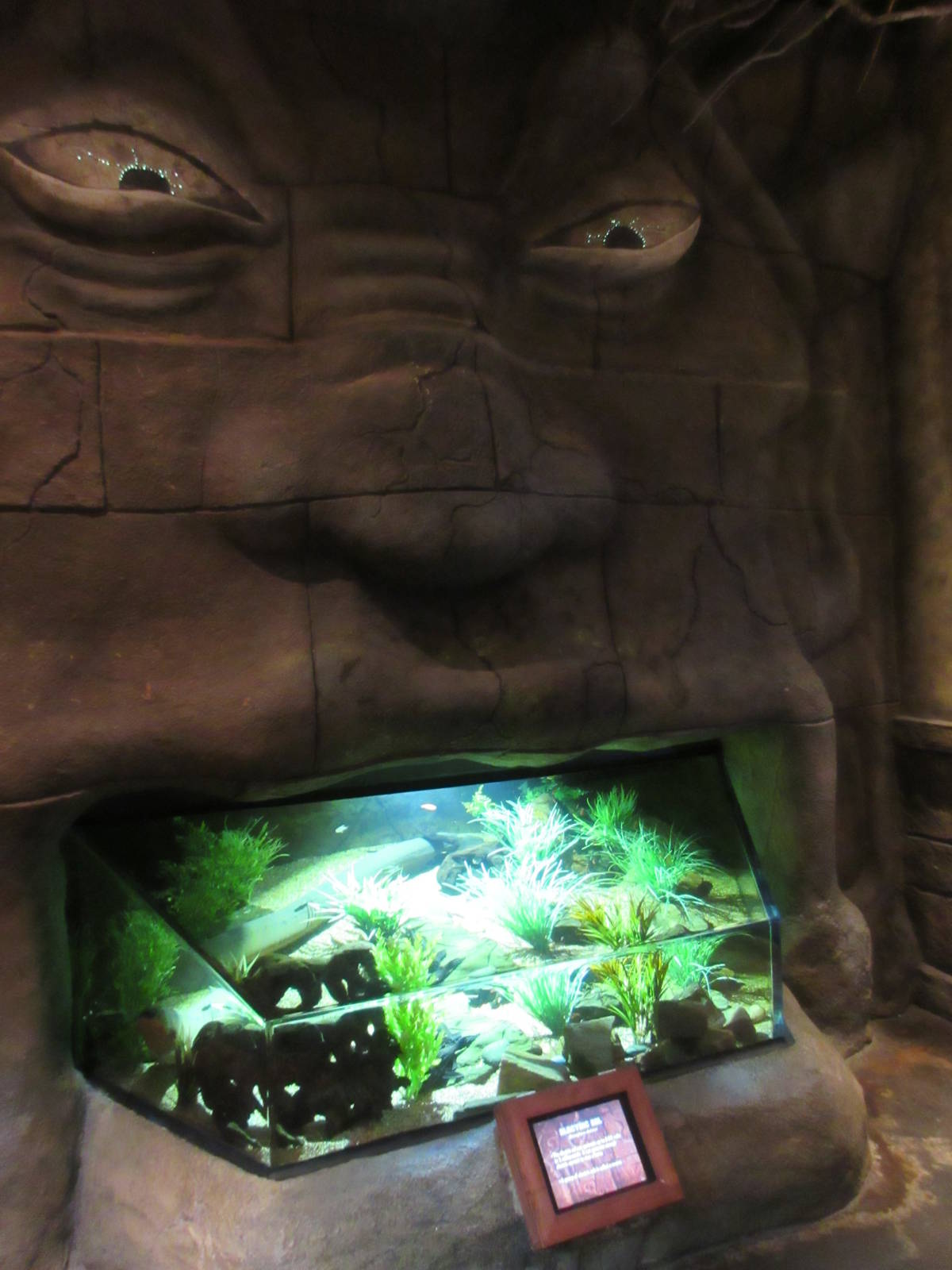 Electric Eel Exhibit - inside a mouth!