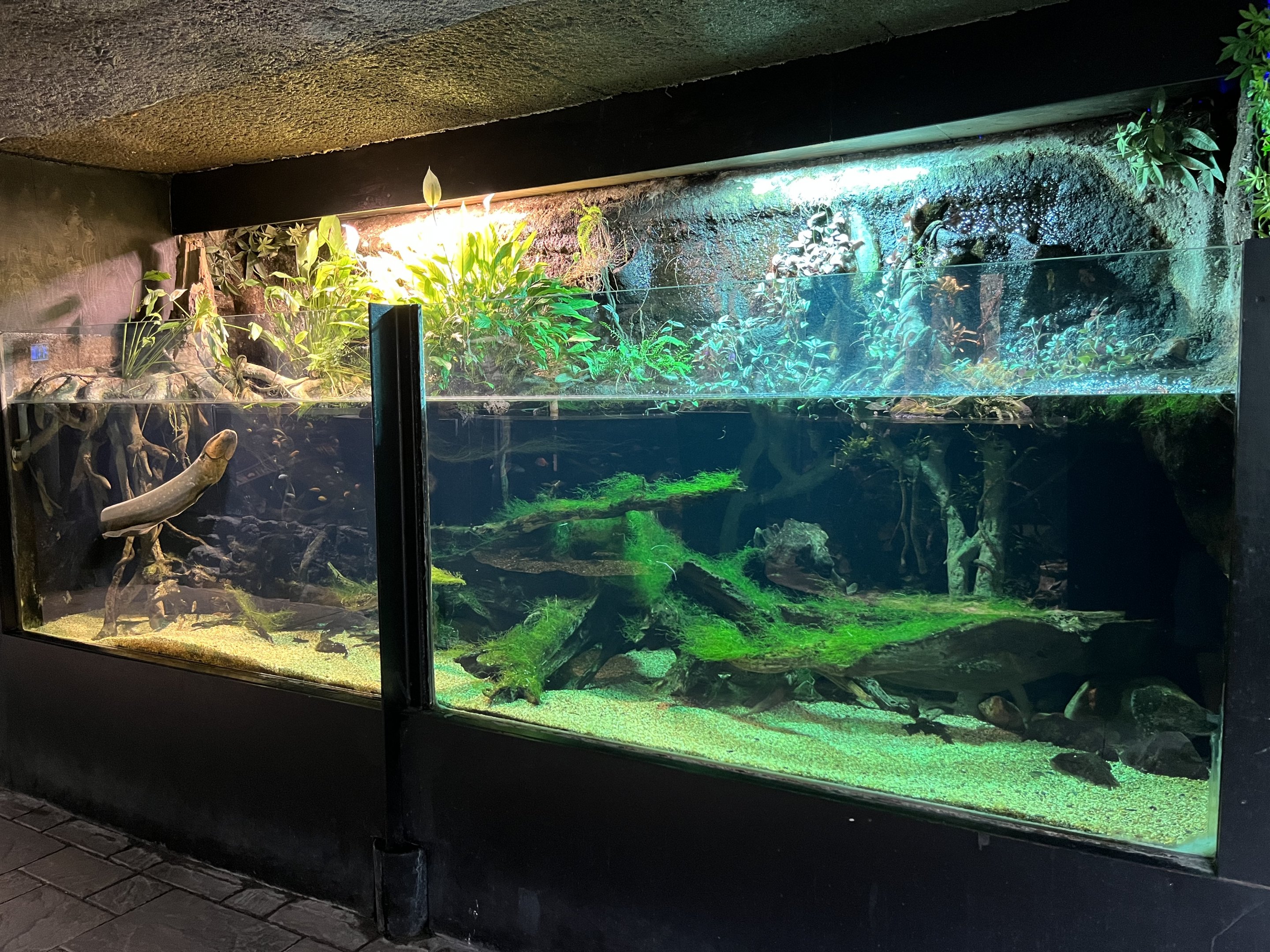 Electric Eel Exhibit (open-topped)