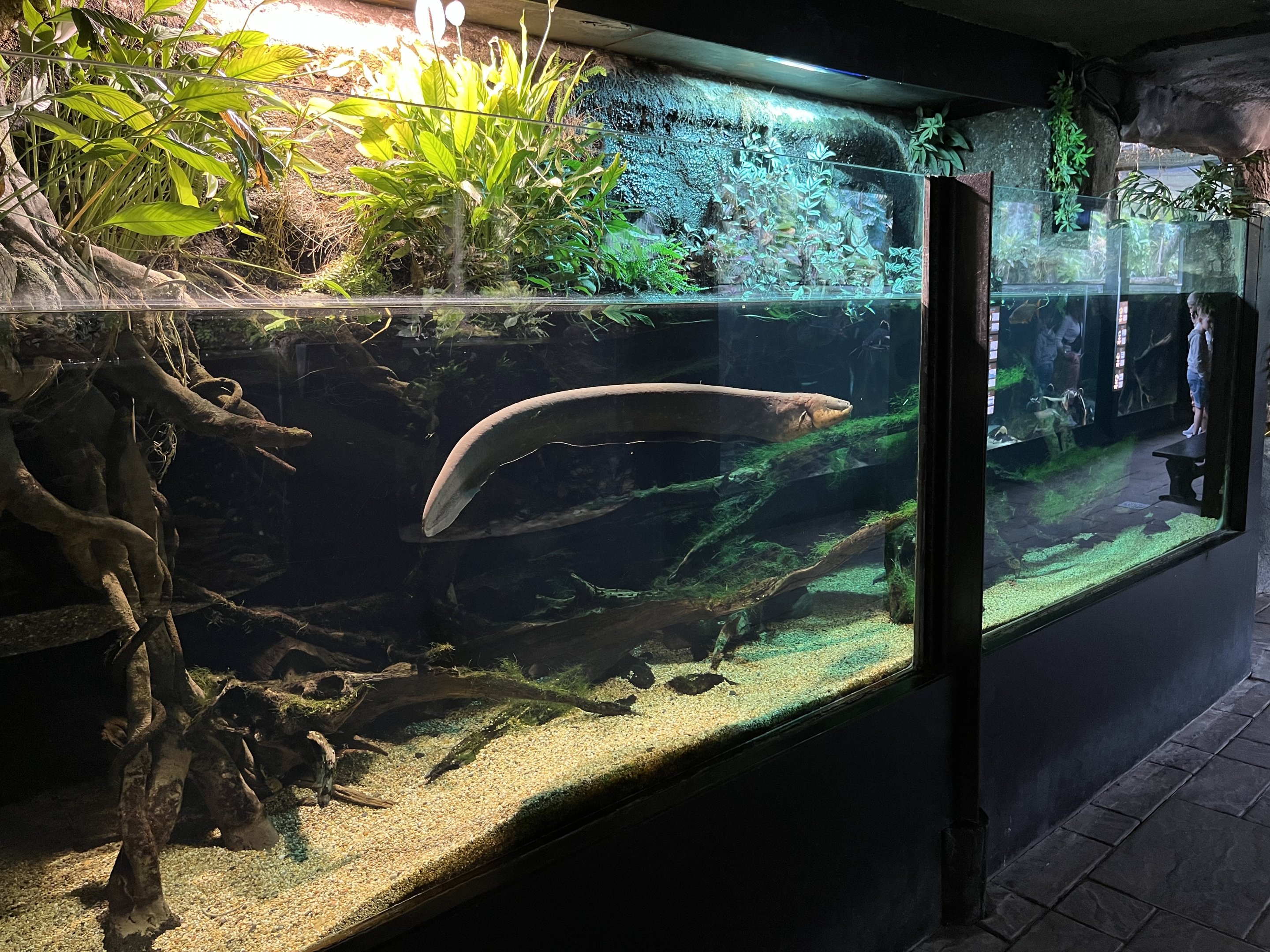 Electric Eel Exhibit (open-topped)