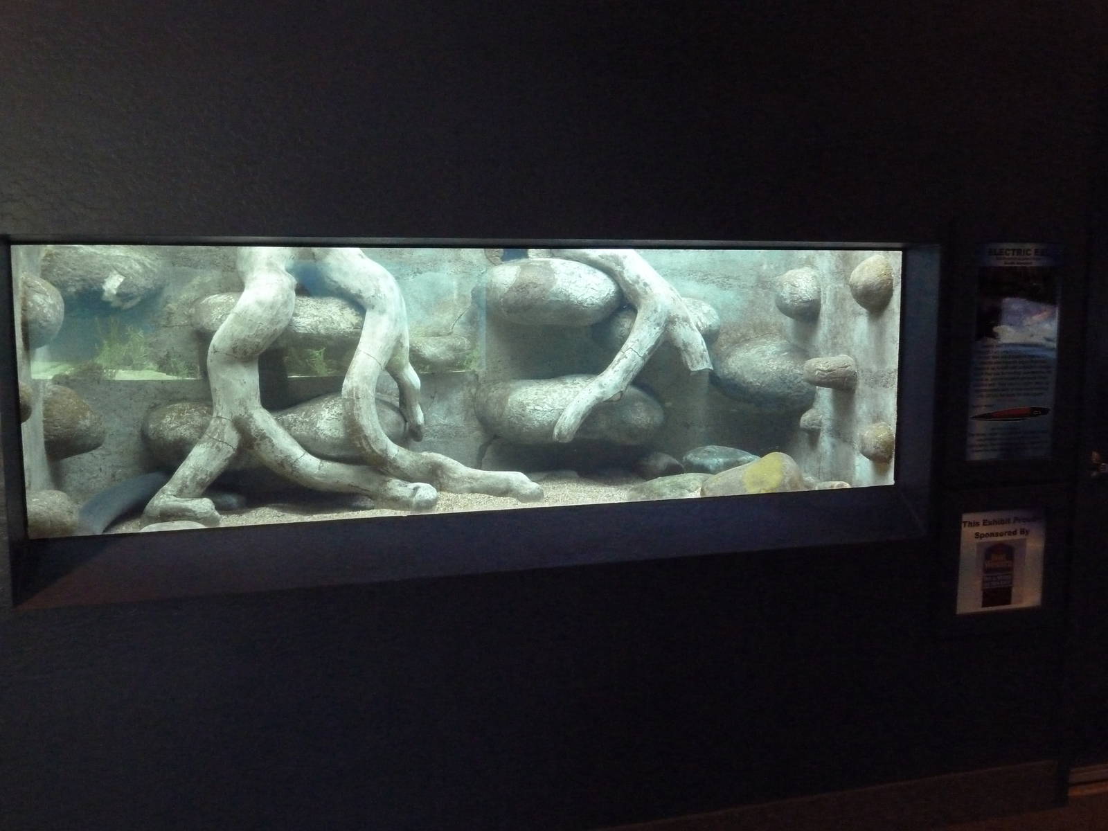 Electric Eel Exhibit