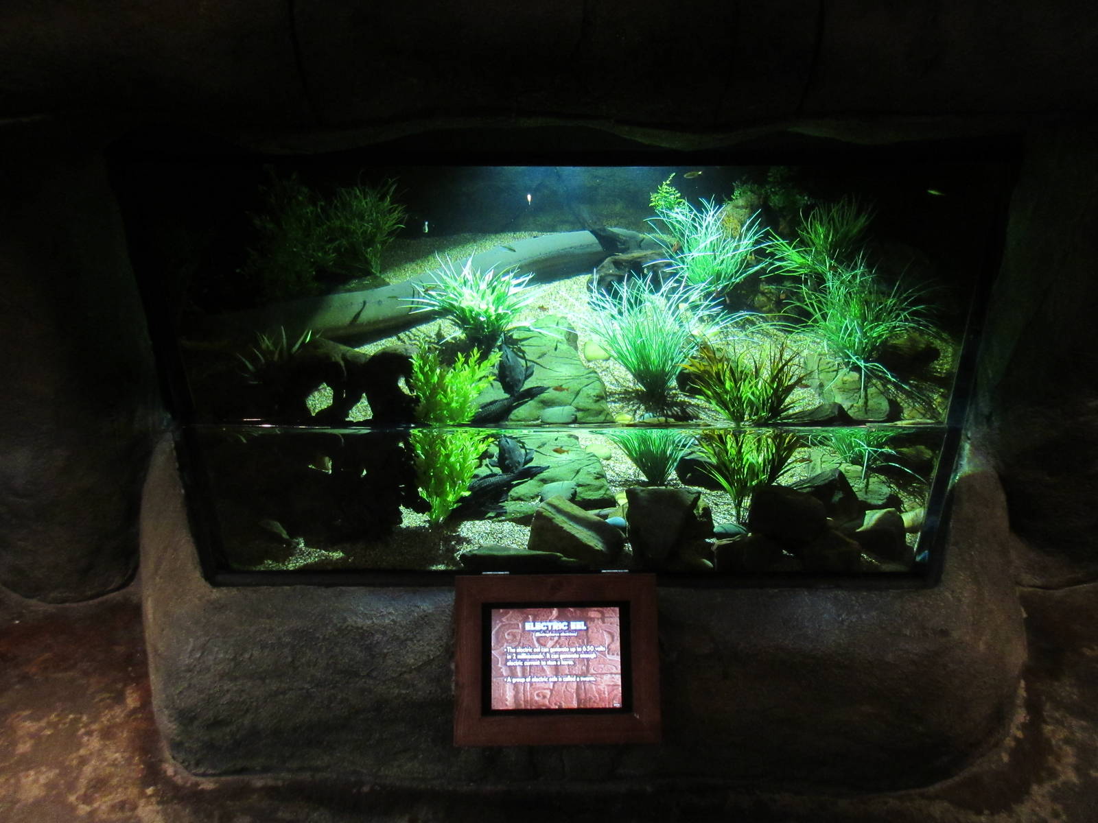Electric Eel Exhibit