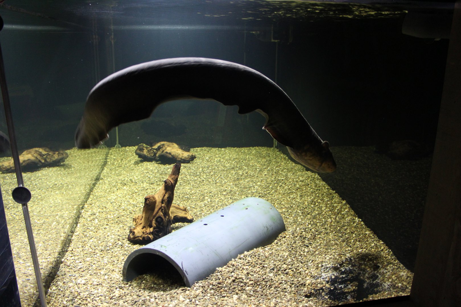 Electric eel exhibit