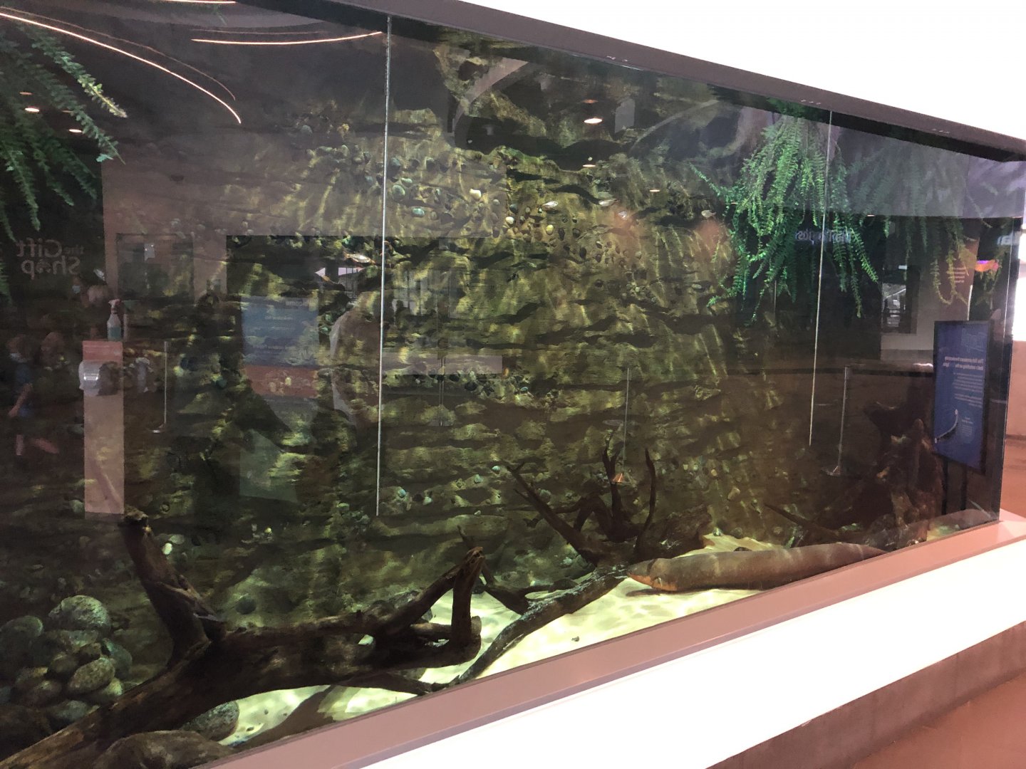 Electric Eel Exhibit