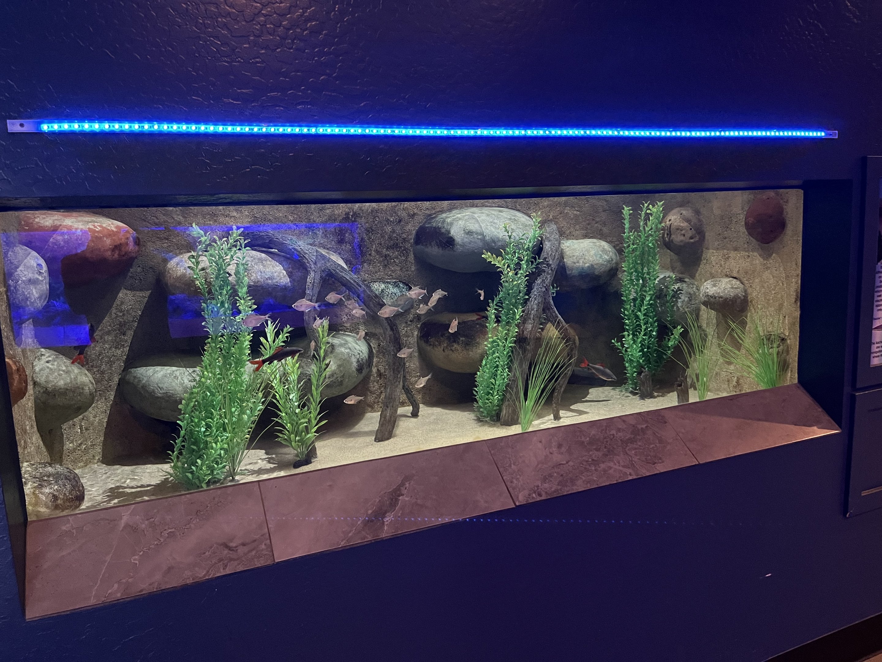 Electric Eel Exhibit
