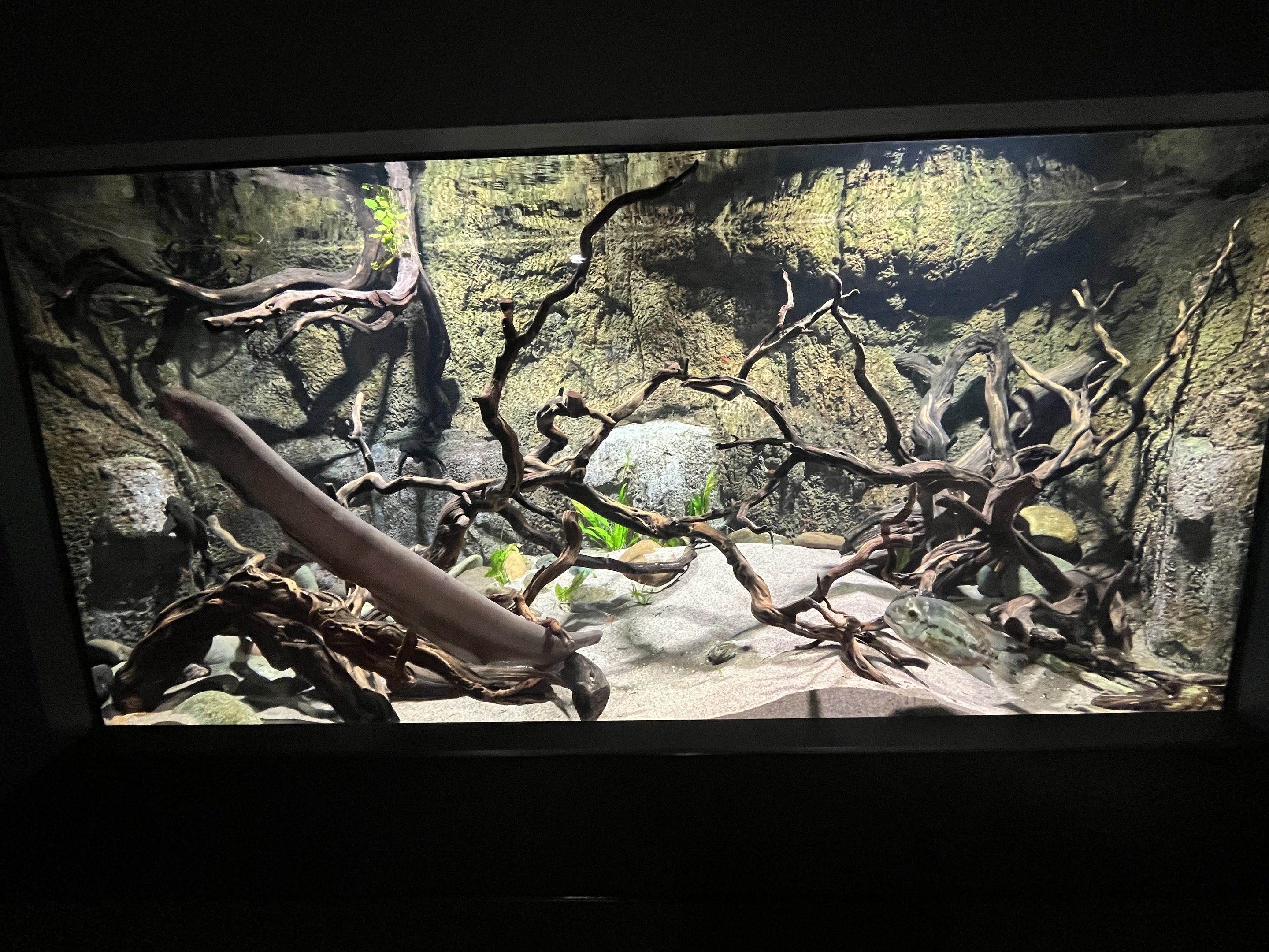 Electric Eel Exhibit