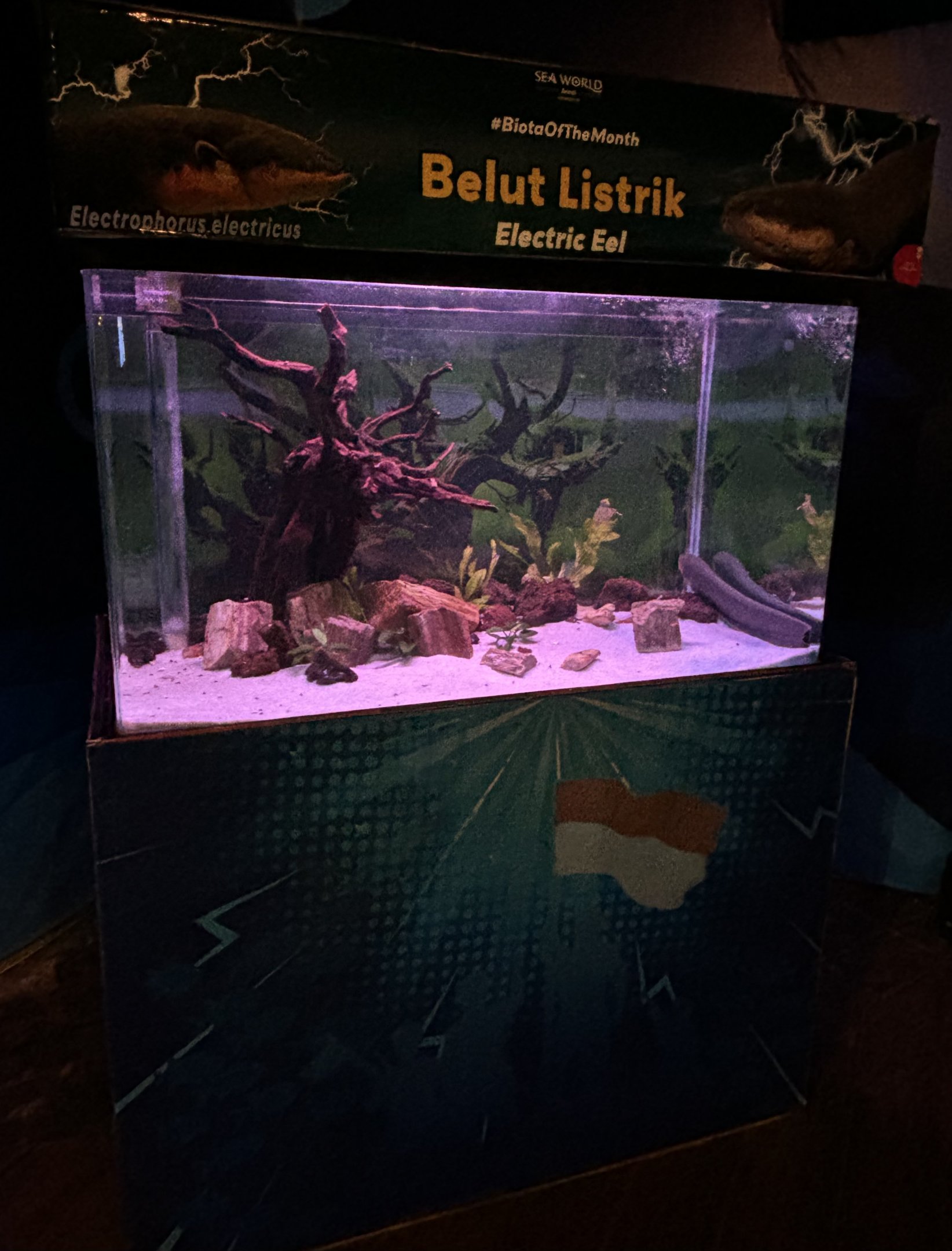 Electric Eel Exhibit