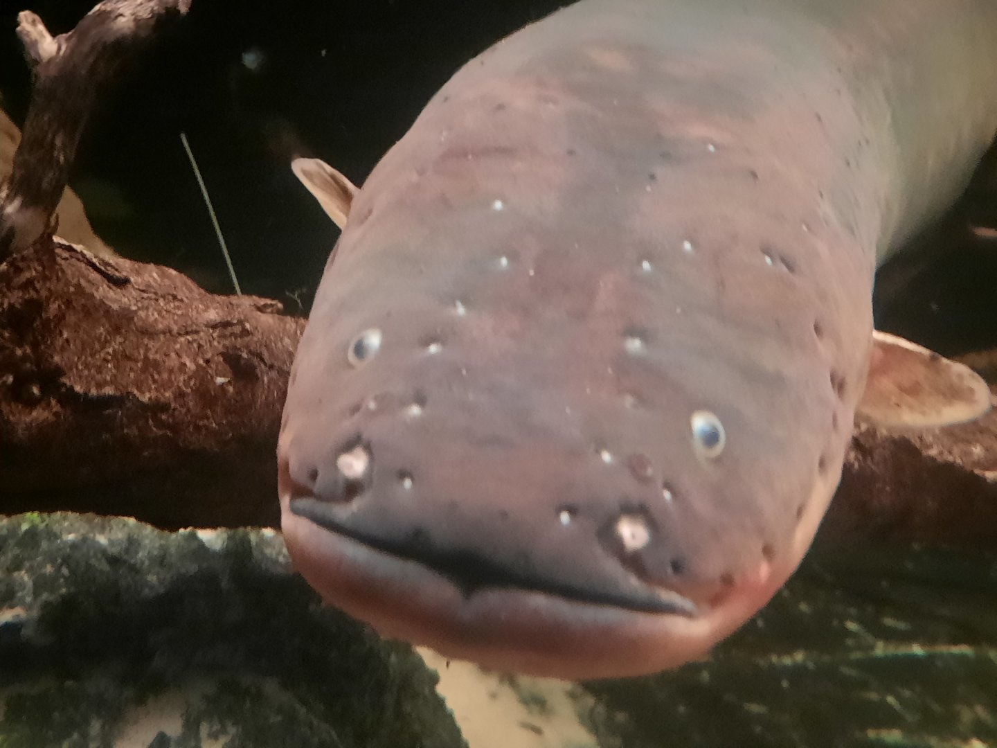 Electric Eel Face