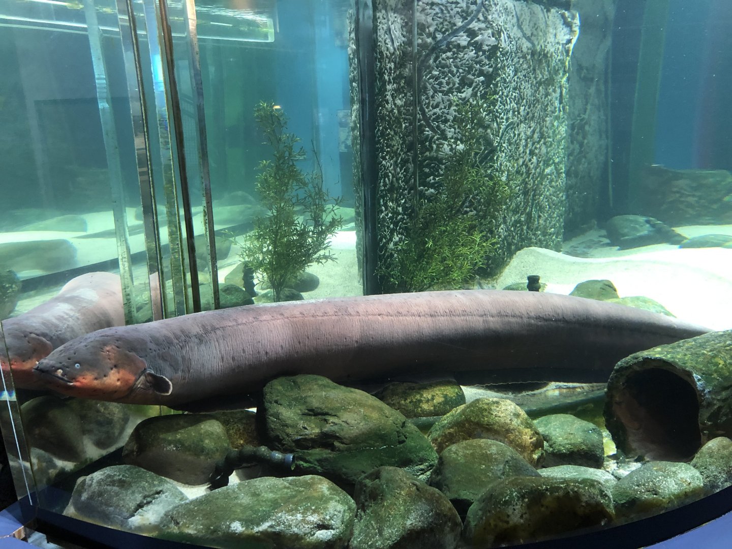 Electric eel-Great lakes aquarium.
