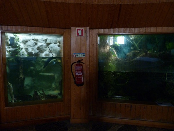 Electric eel (left) and piranha tanks