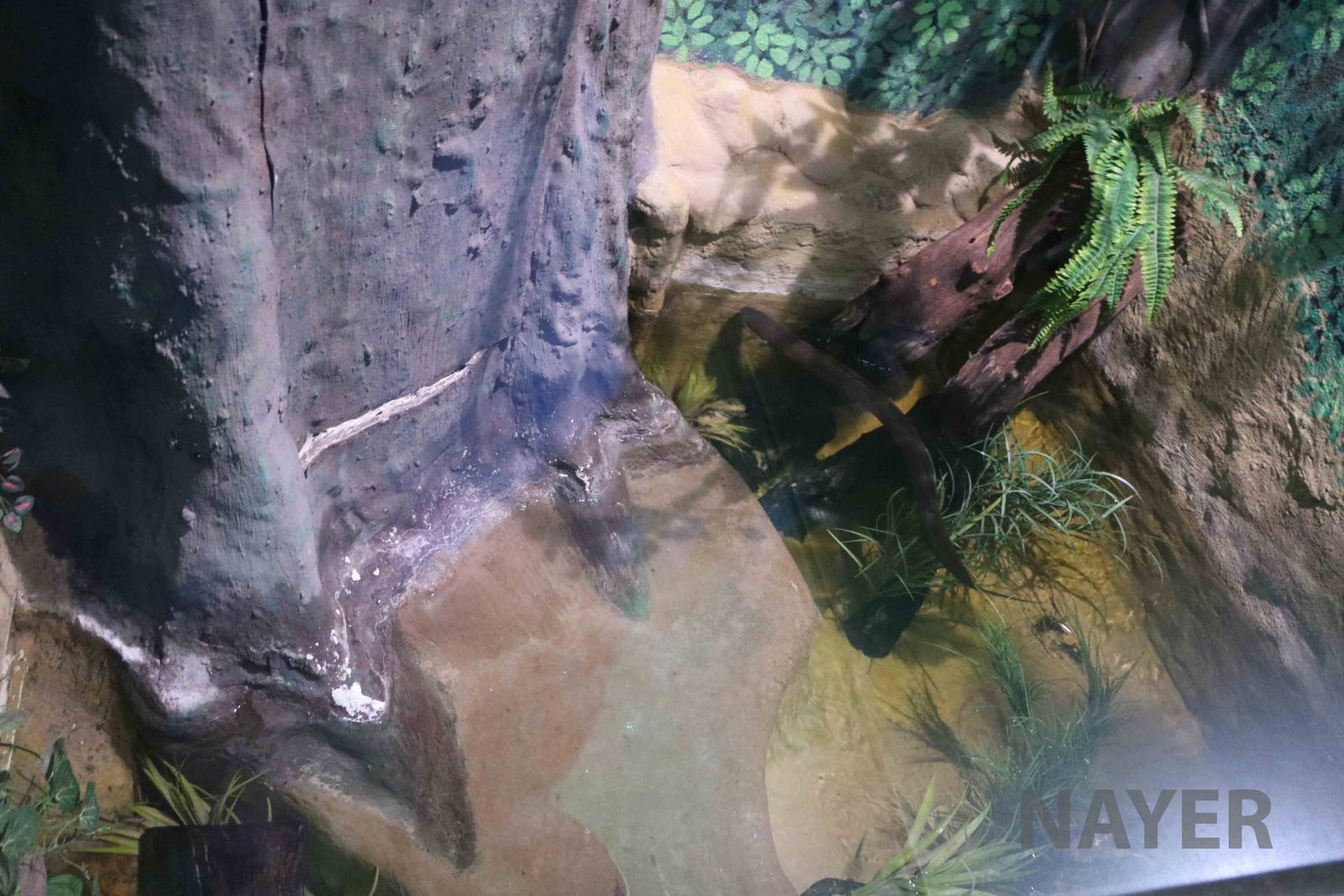 Electric eel pool, April 2016