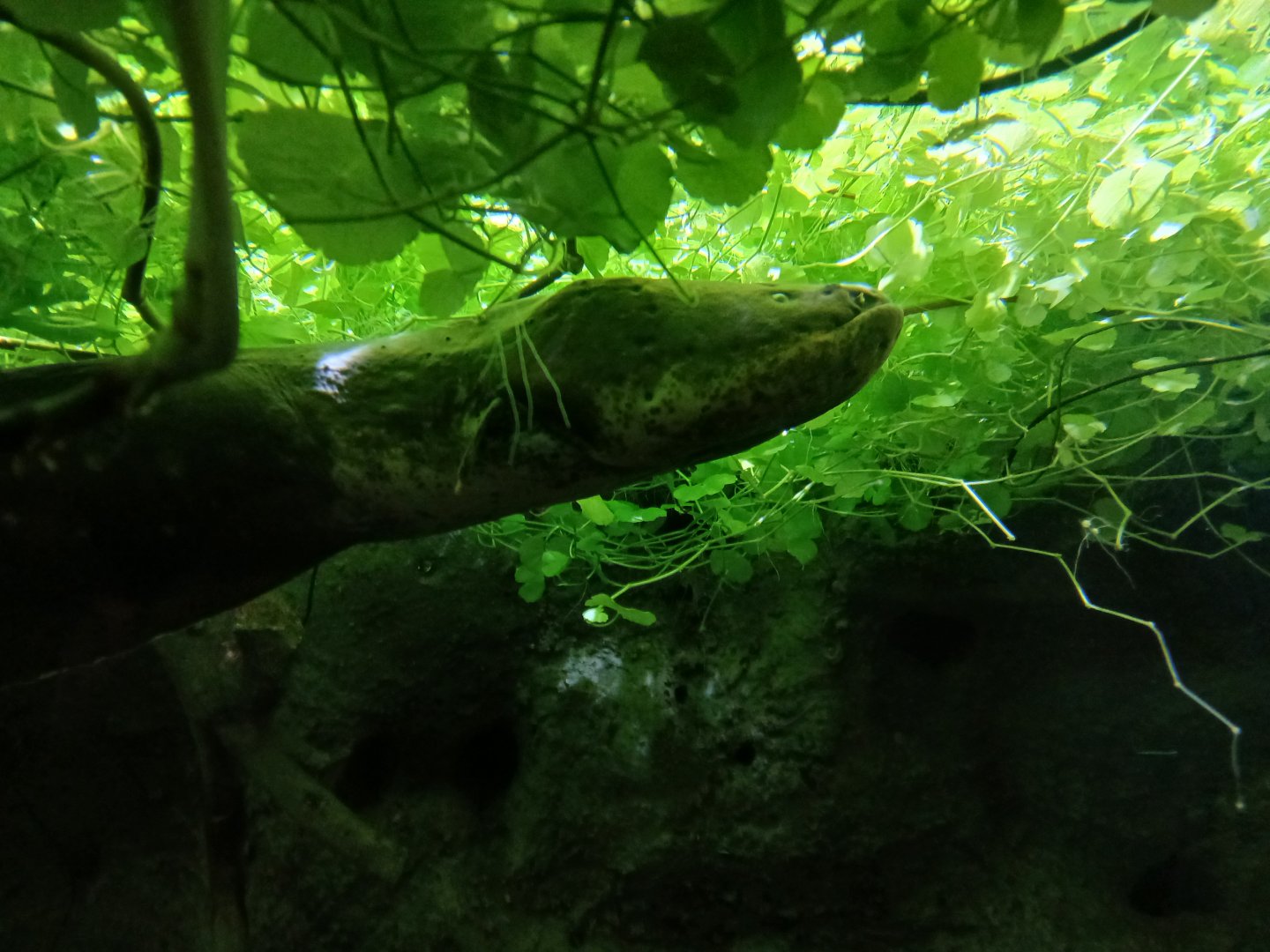 Electric Eel - Seen Jan 29 2025