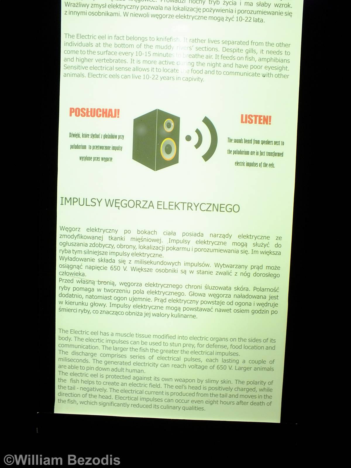 Electric Eel Sign - Gdynia Aquarium