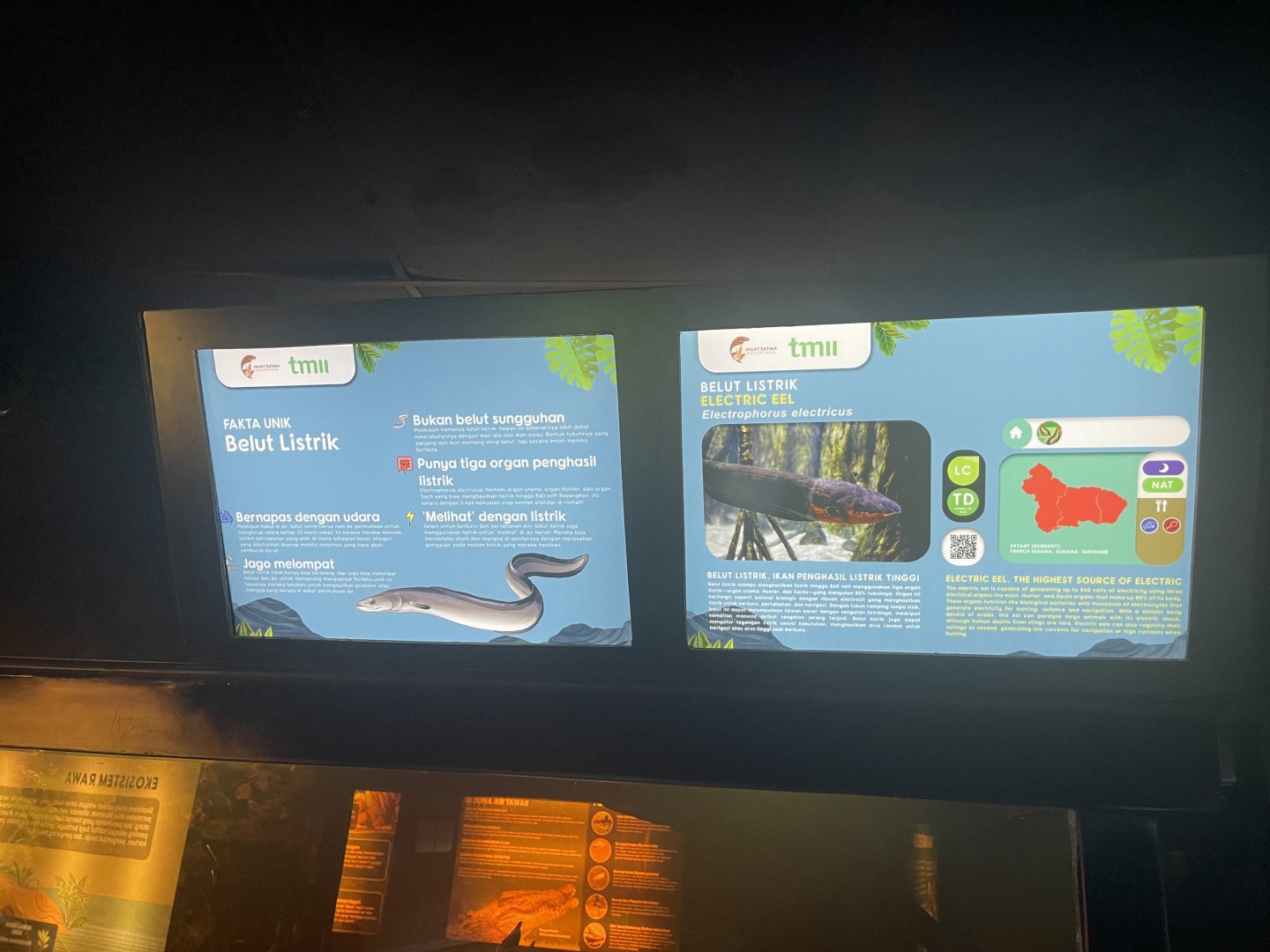 electric eel signage (1) - dunia air tawar