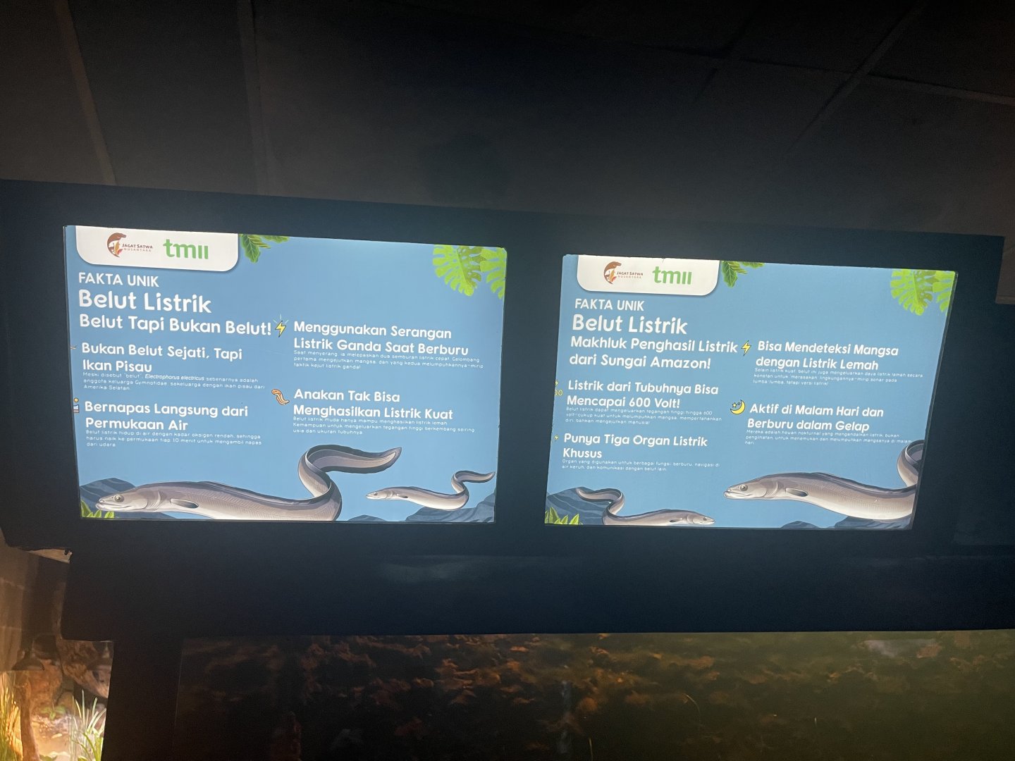 electric eel signage (2) - dunia air tawar