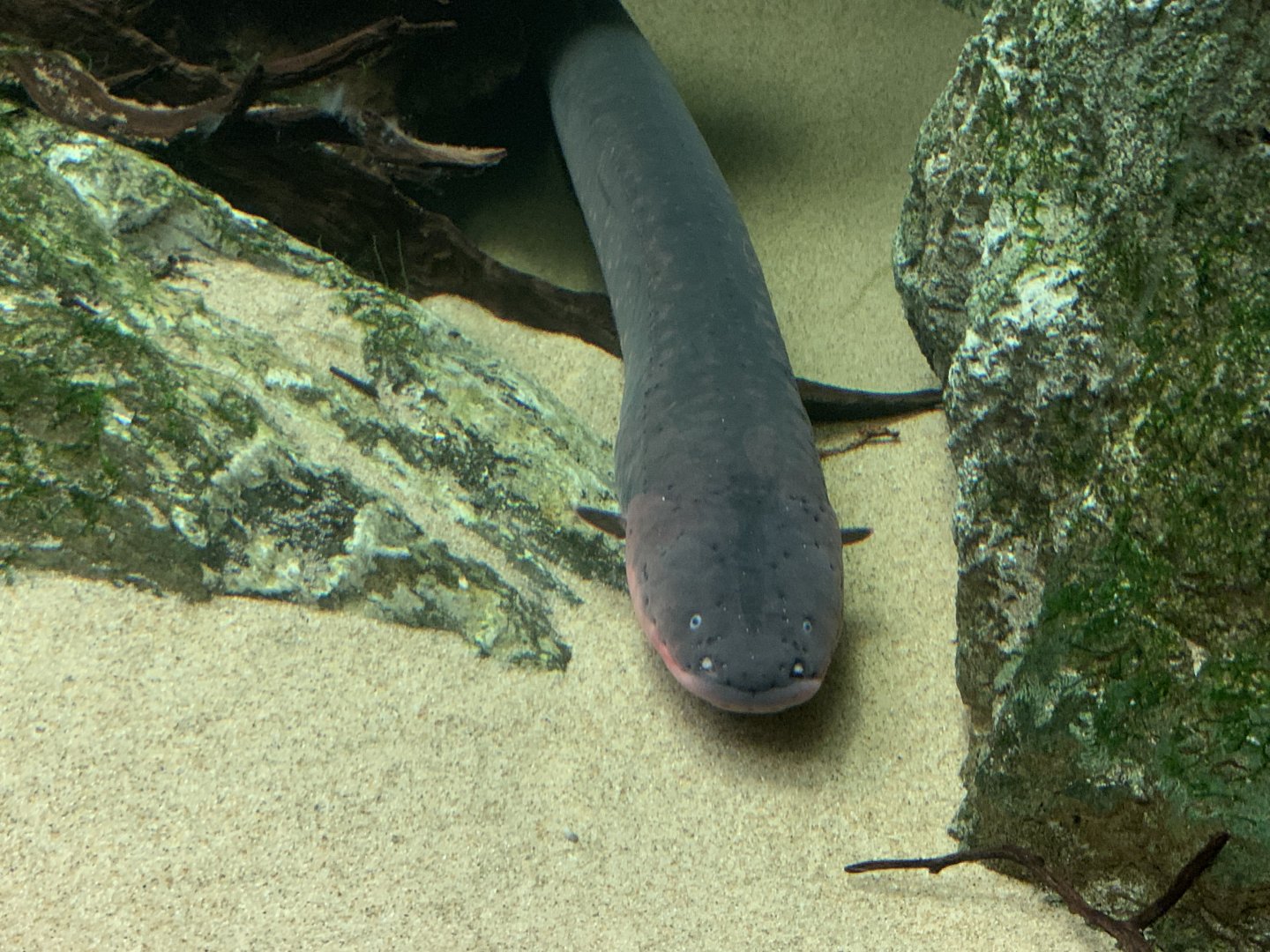 Electric eel - Steinhart Aquarium