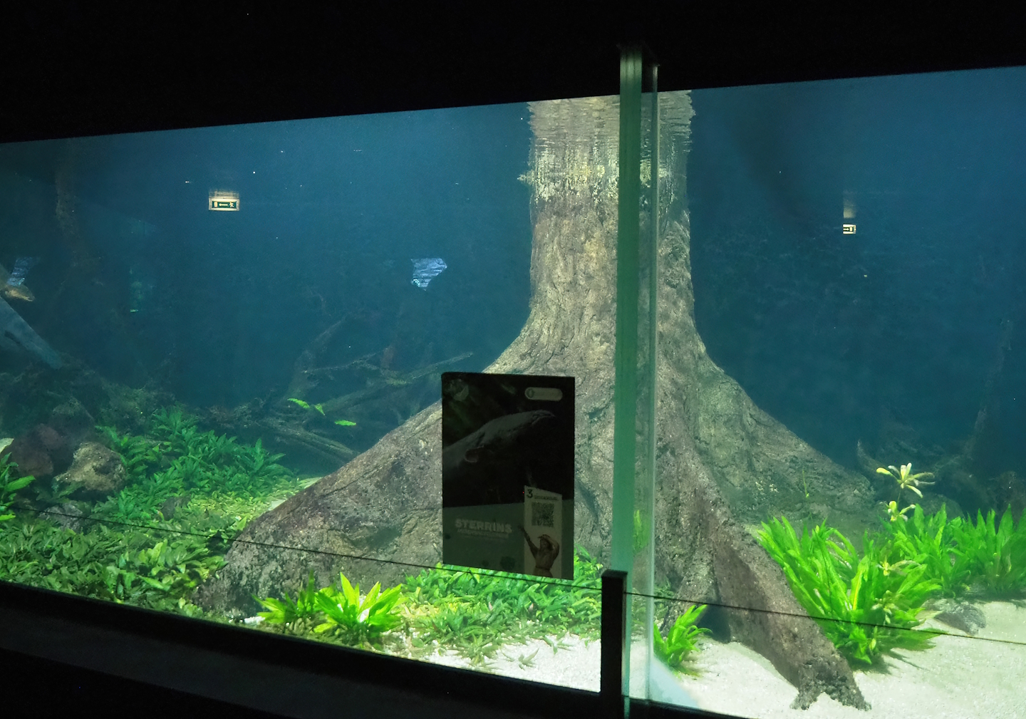 Electric eel tank, 2023-08-17