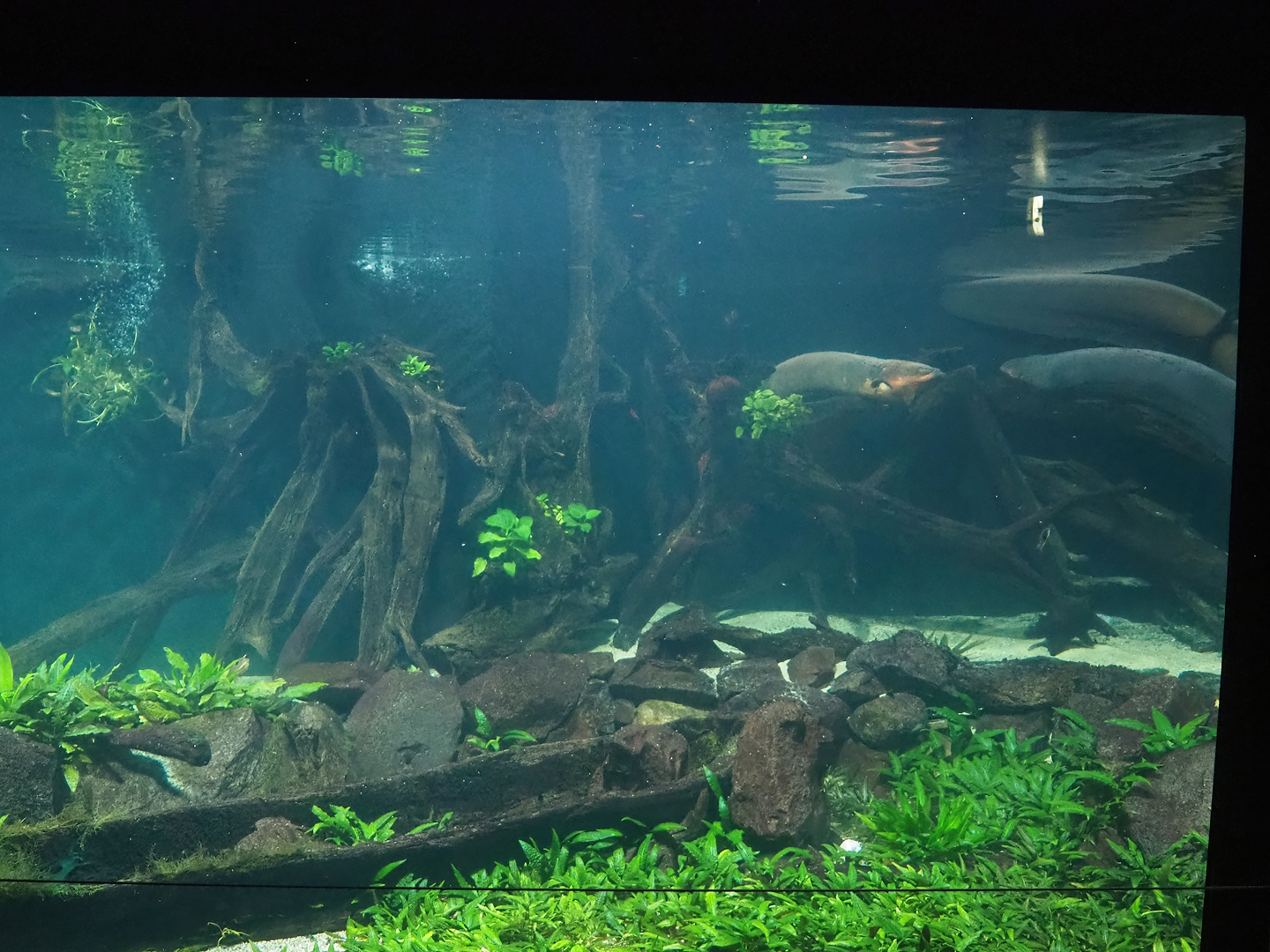 Electric eel tank, 2023-08-17