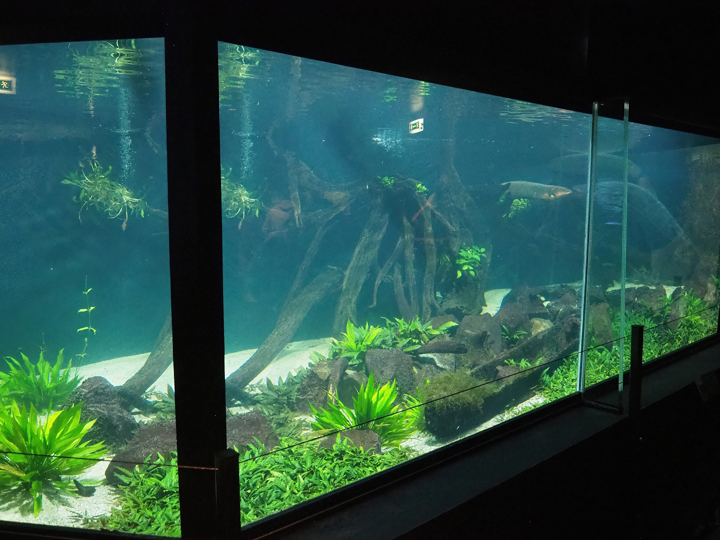 Electric eel tank, 2023-08-17