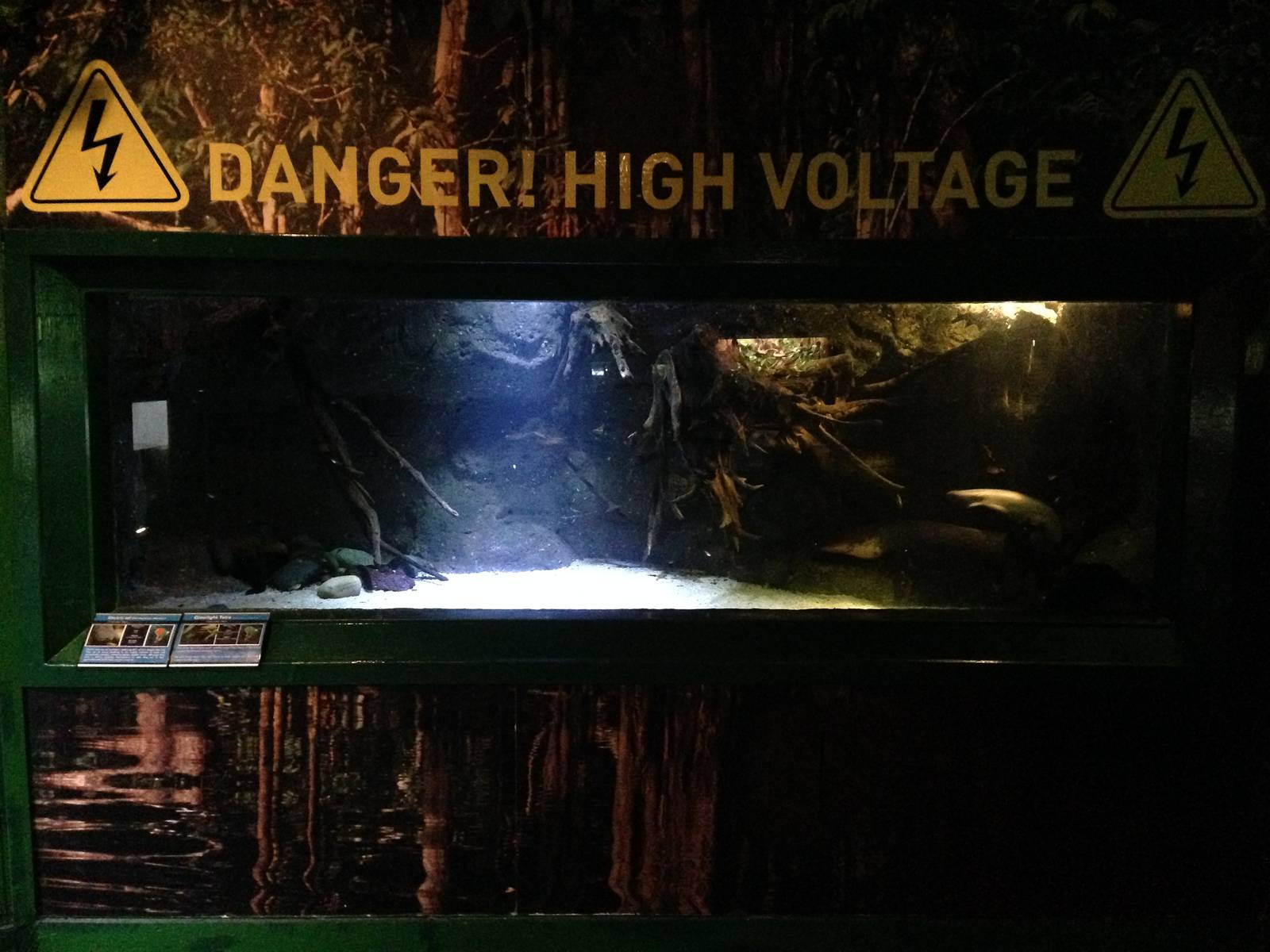 Electric Eel Tank at Blue Planet Aquarium - 05/10/2013