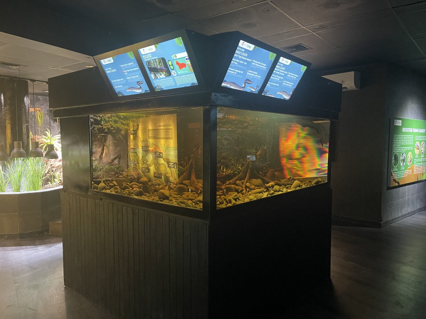 electric eel tank - dunia air tawar