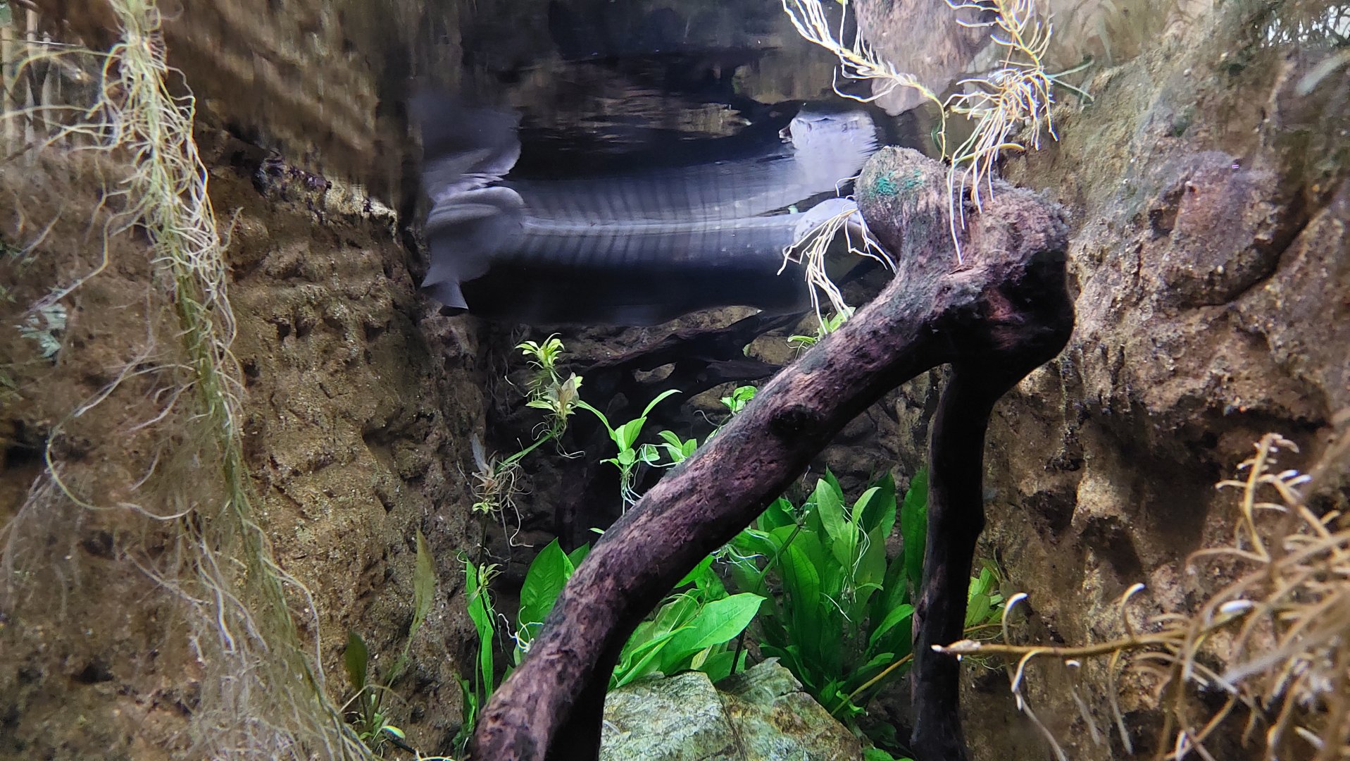 Electric Eel Tank- Flooded Forest