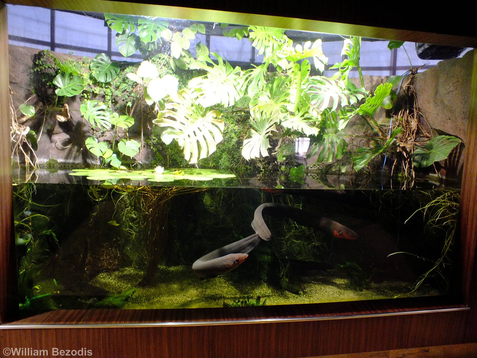 Electric Eel Tank - Gdynia Aquarium