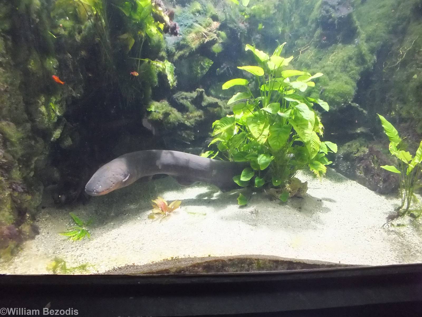 Electric Eel Tank - in Aquarium below Amazonia