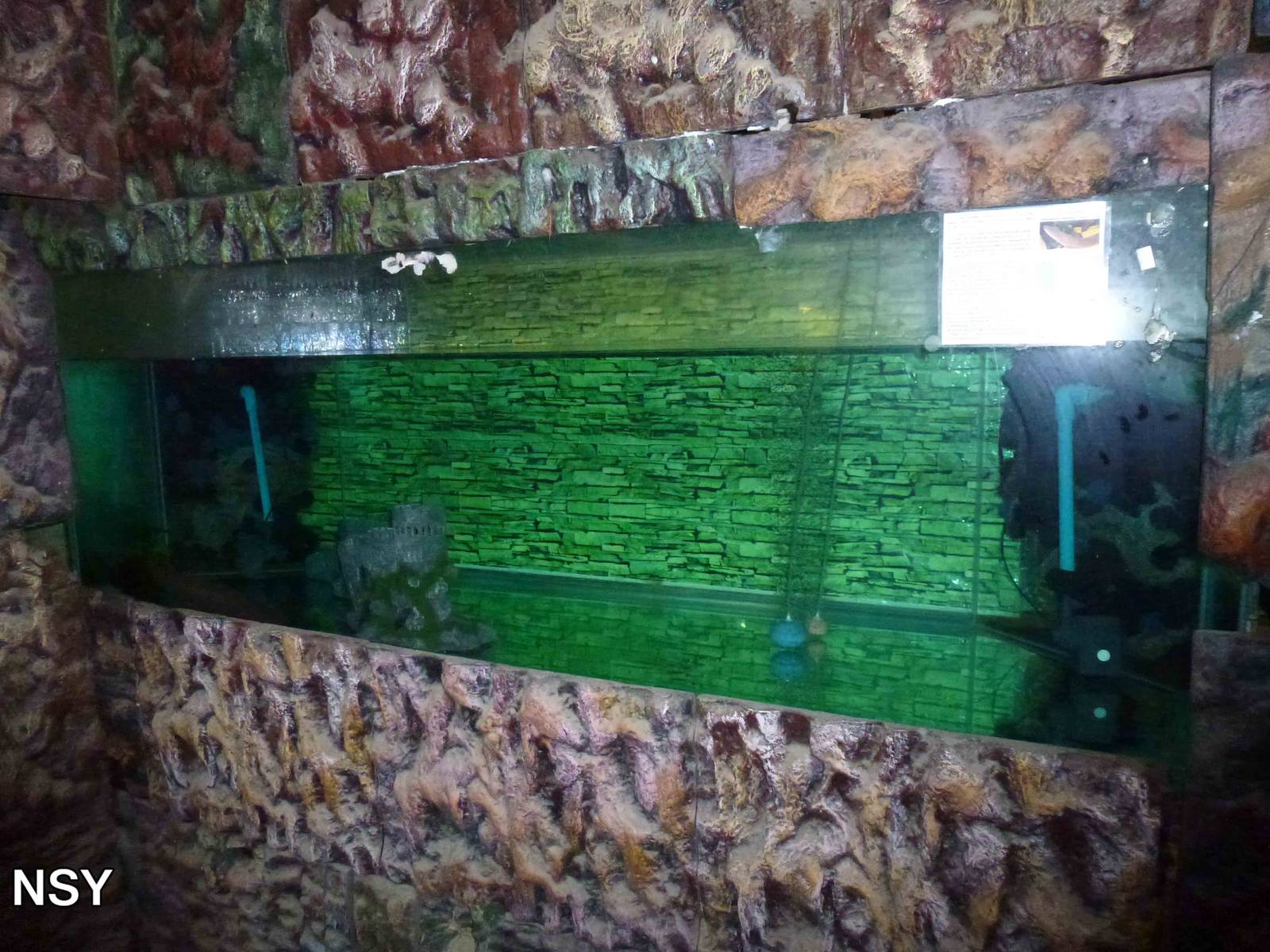 Electric eel tank, June 2013.