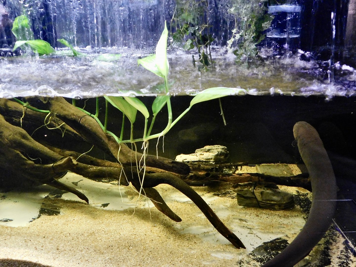 Electric Eel Tank - Kawasui Kawasaki Aquarium October 8, 2025