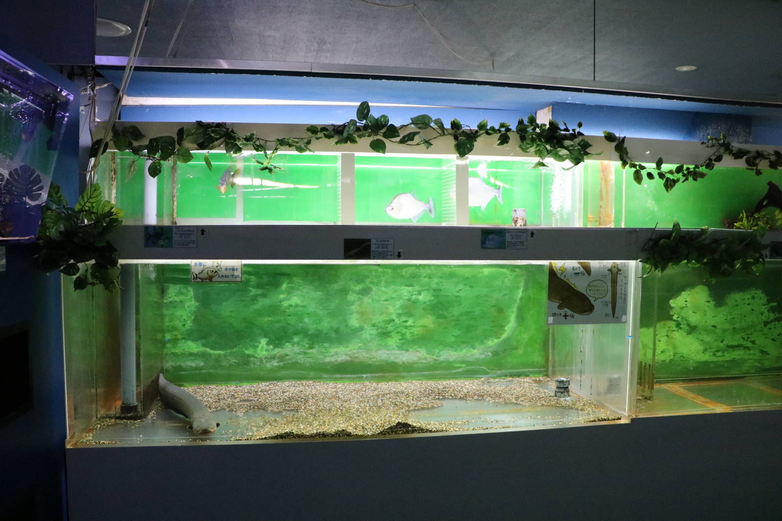 Electric eel tank - Tokyo Tower Aquarium, February 2016