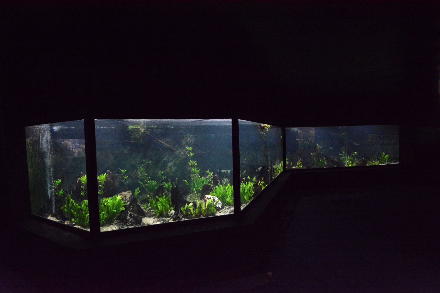 Electric eel tank