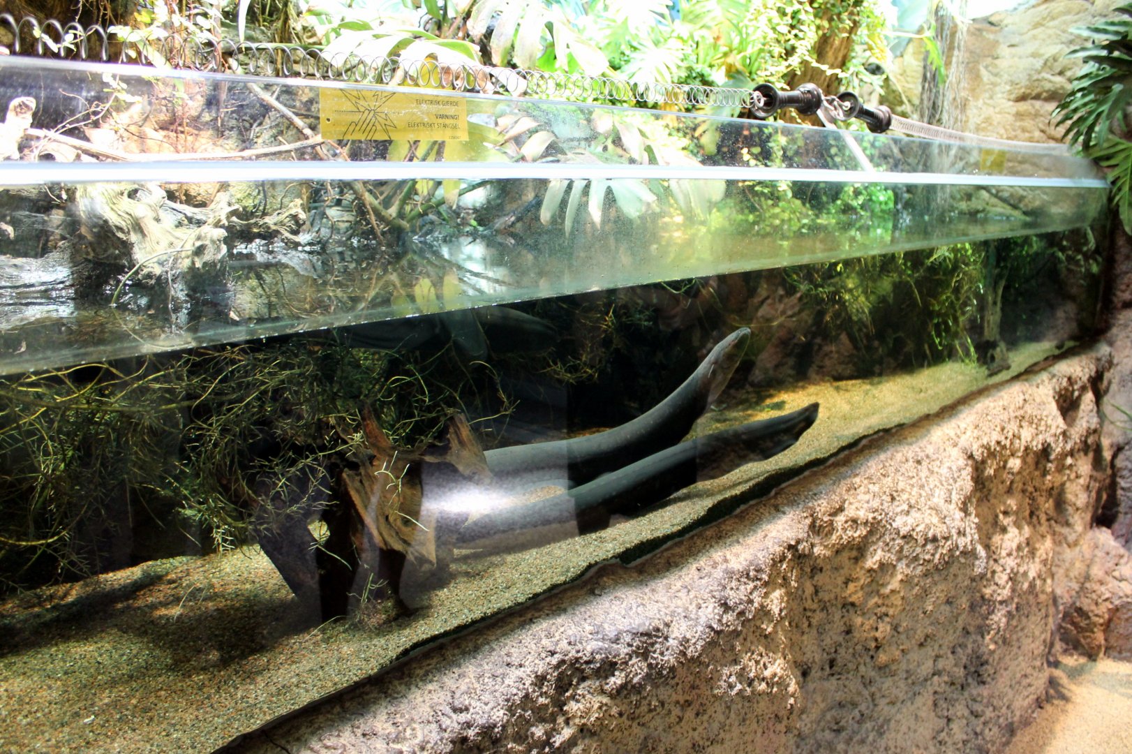 Electric Eel Tank