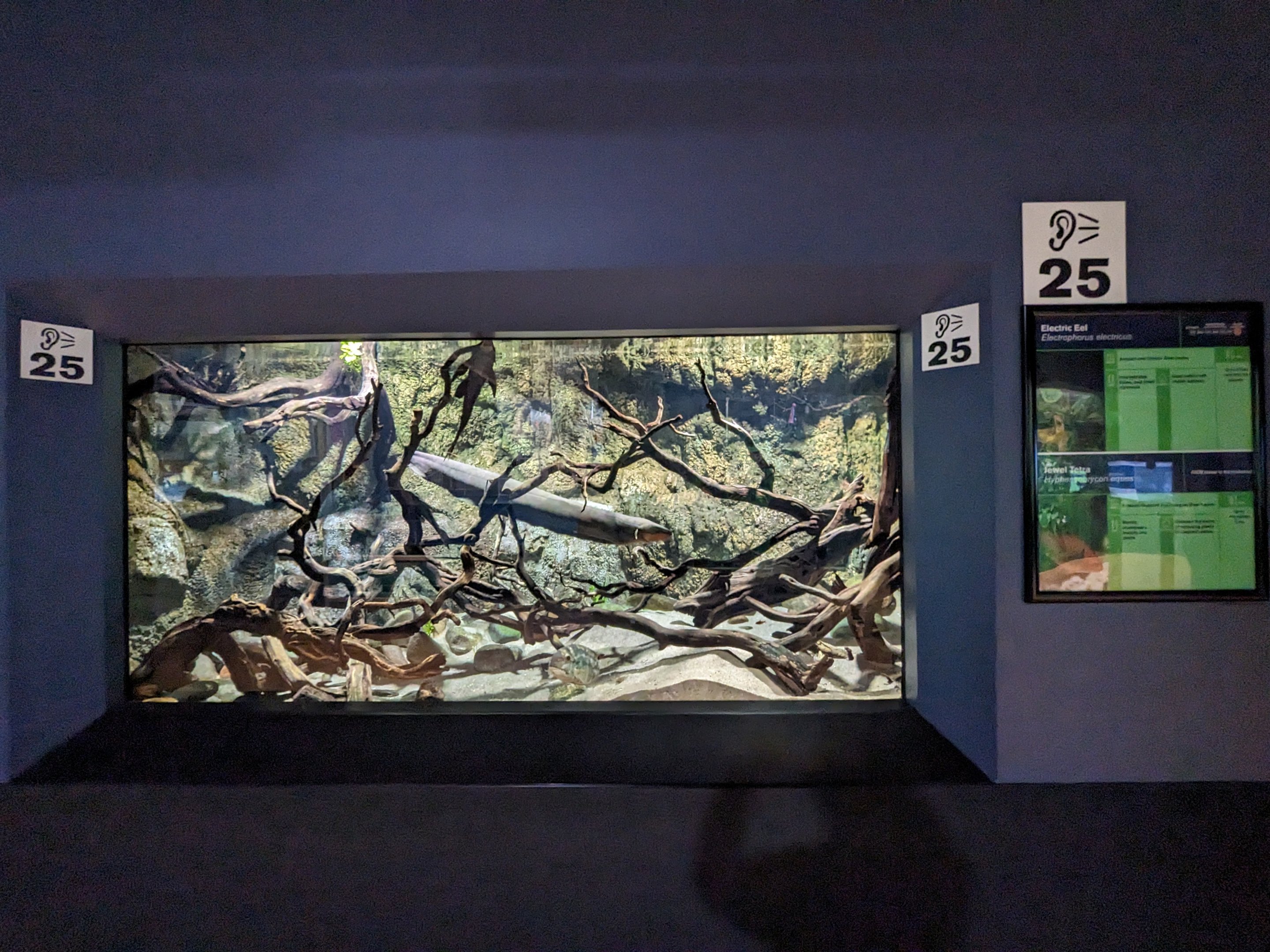 Electric Eel tank