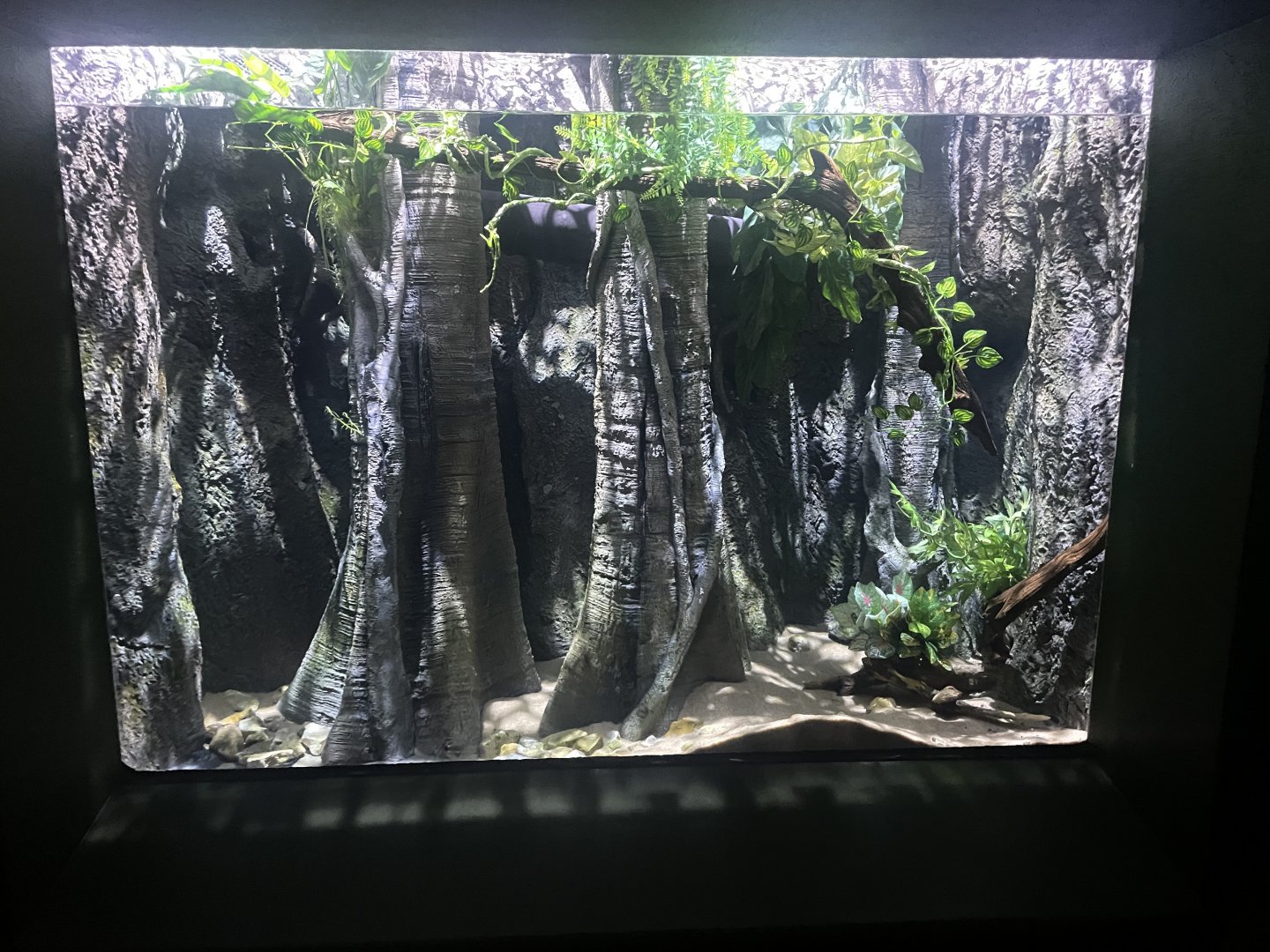 Electric Eel Tank