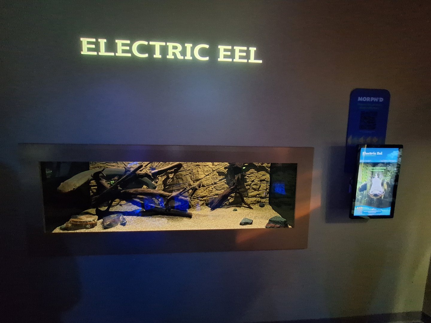 Electric eel tank