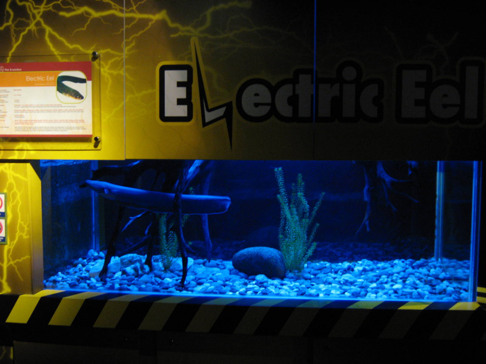 electric eel tank