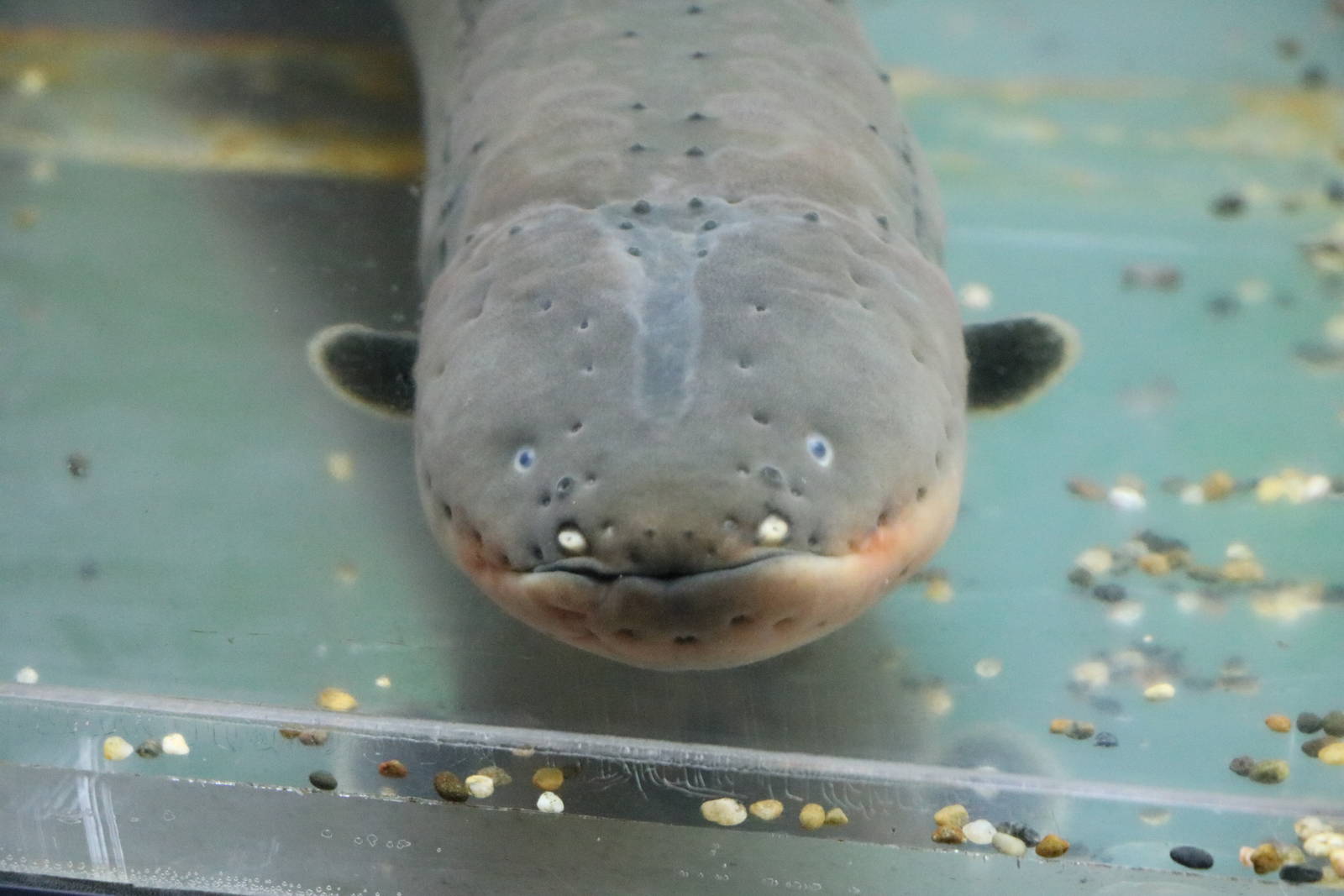 Electric eel - Tokyo Tower Aquarium, February 2016