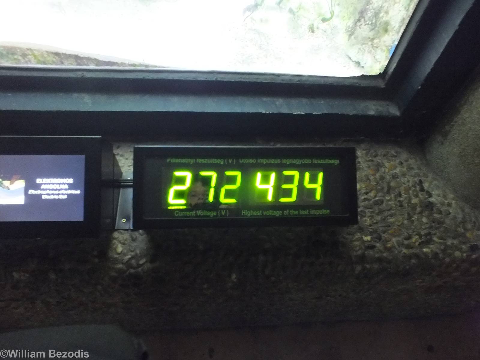 Electric Eel Voltage Meter - in aquarium below Amazonia
