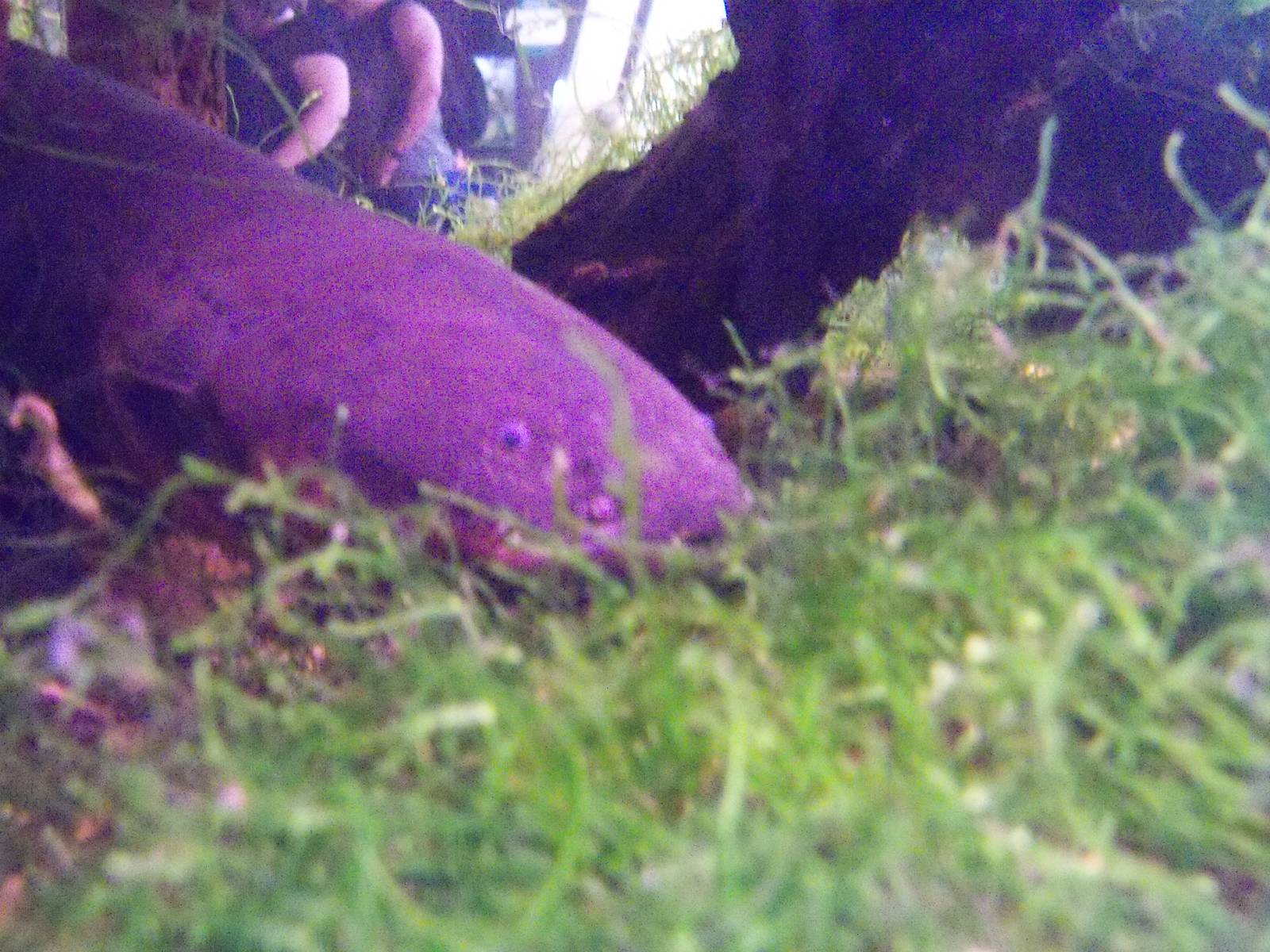 Electric Eel