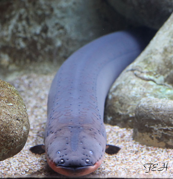 electric eel