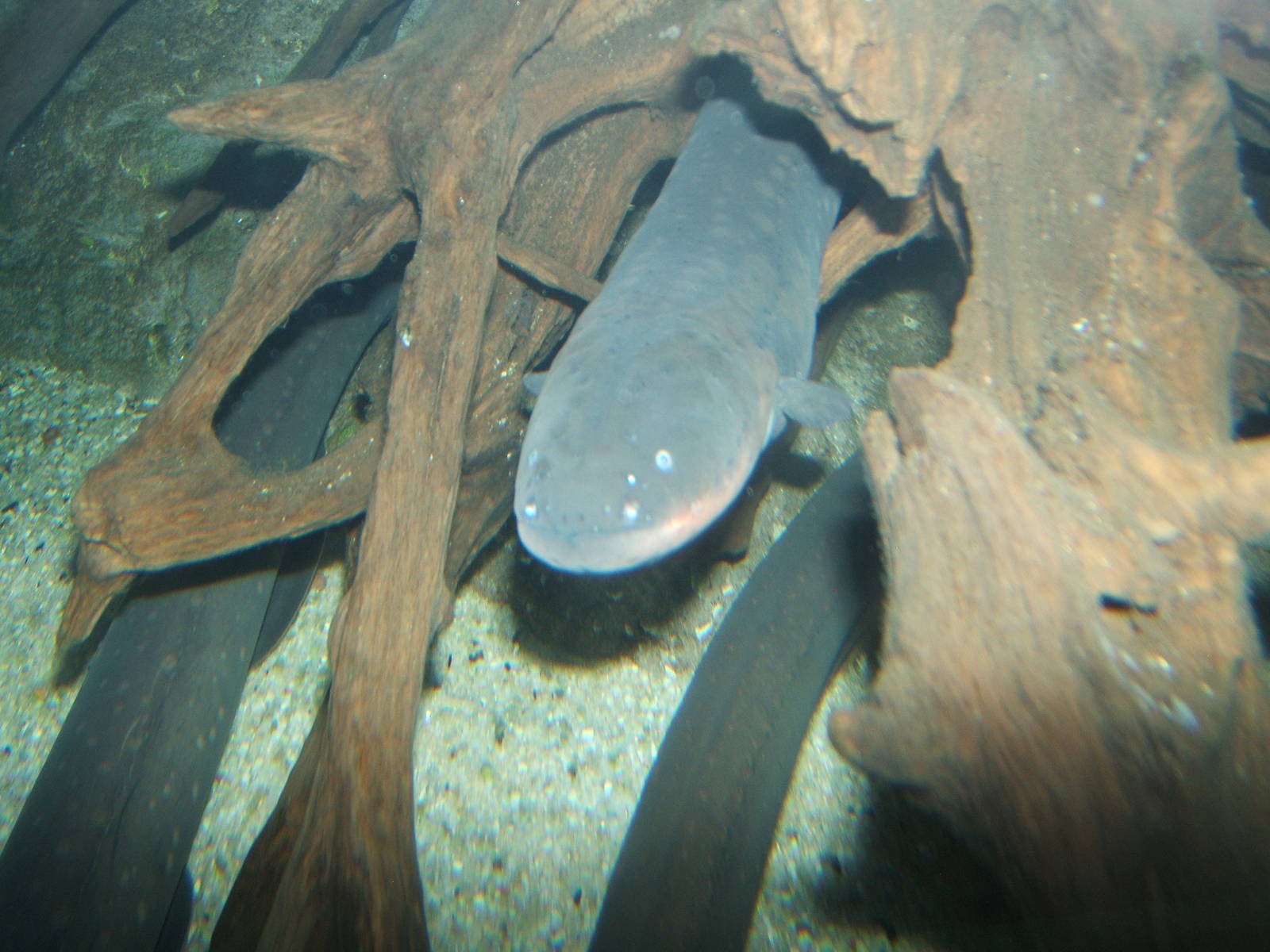 Electric Eel