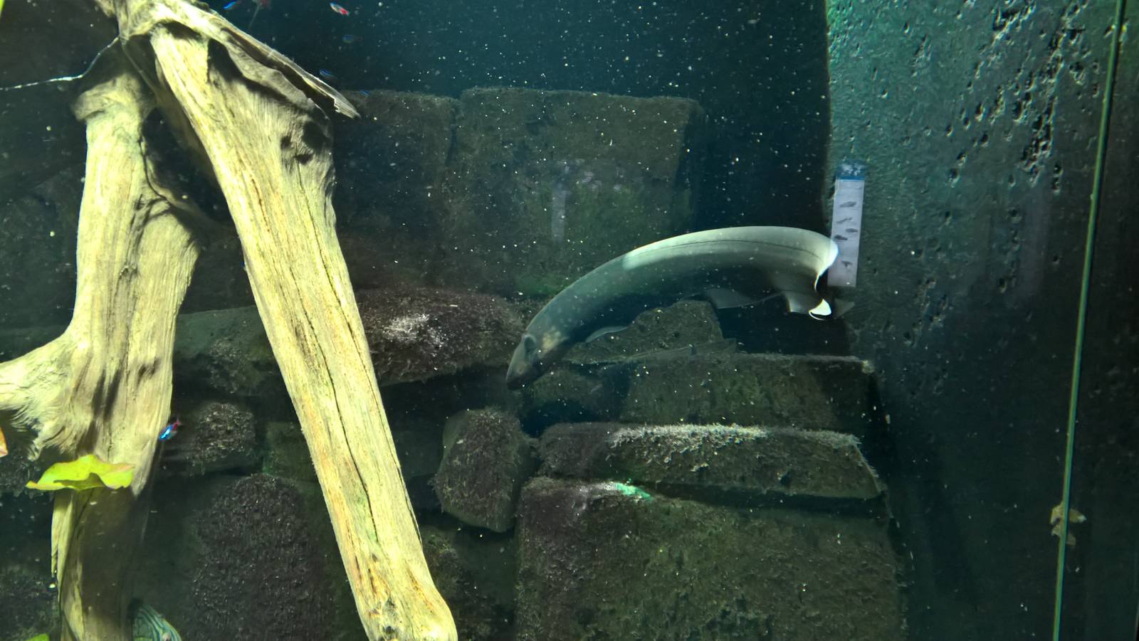 Electric eel