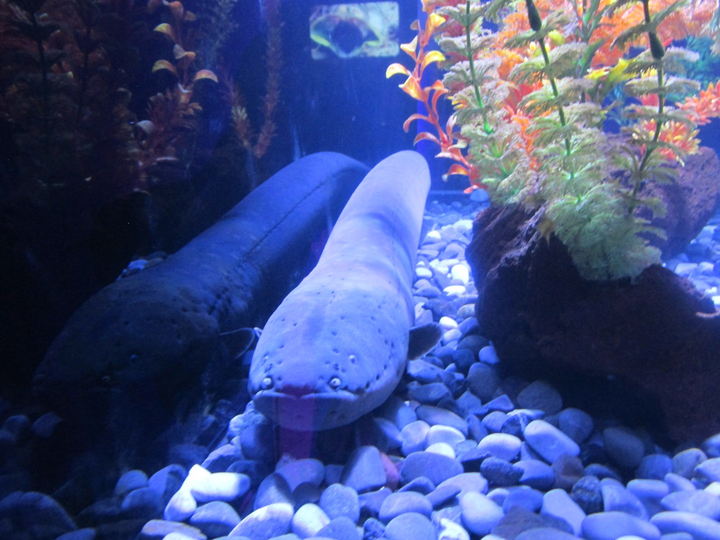 electric eel