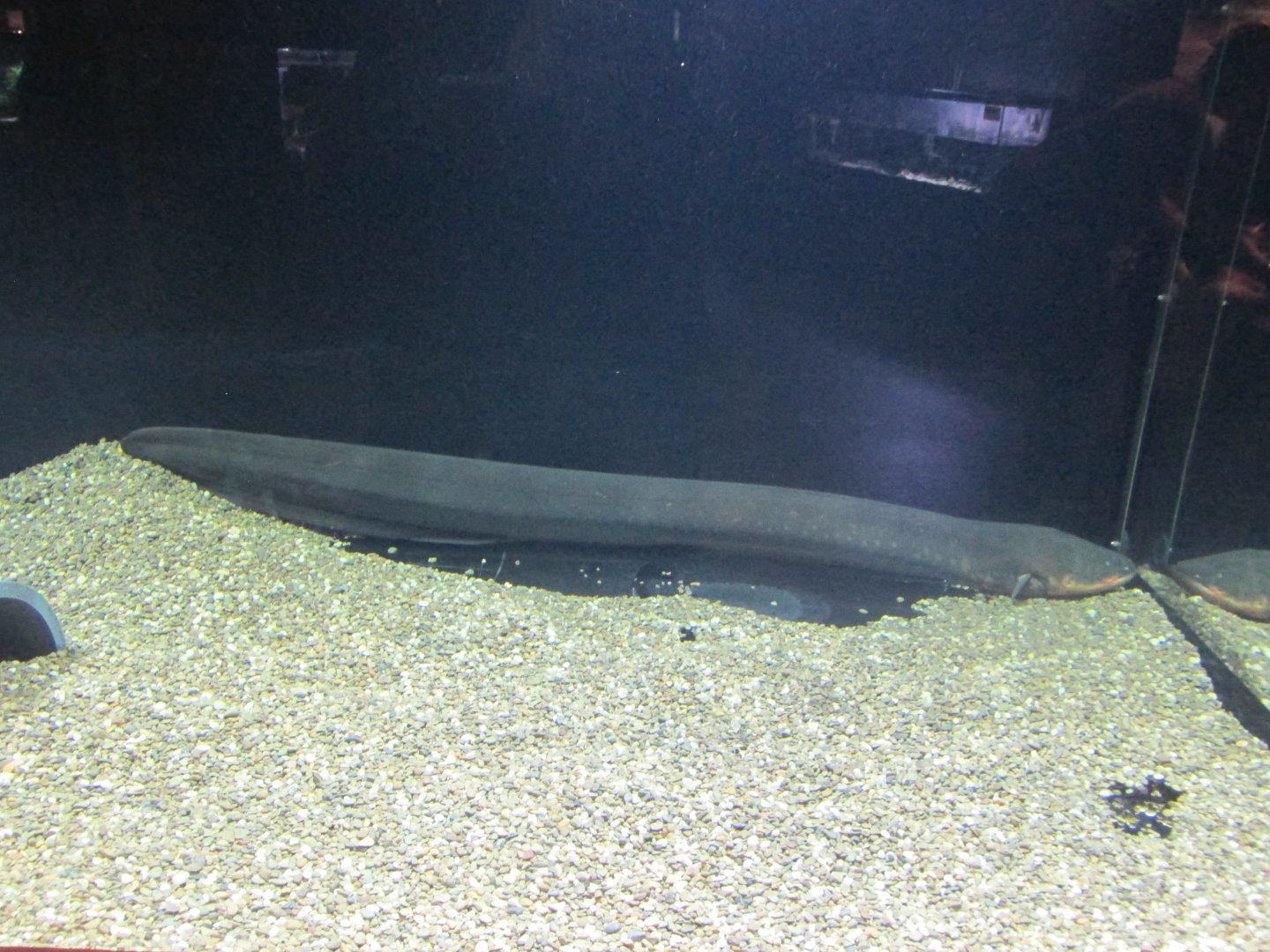 electric eel