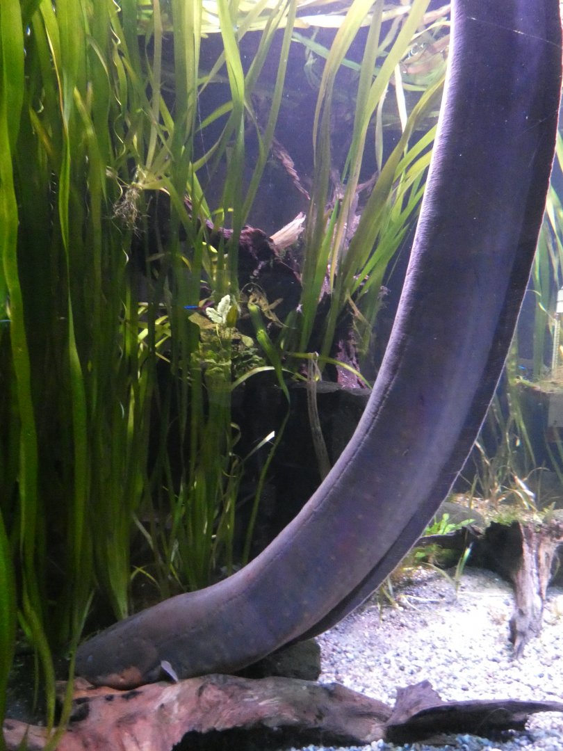 Electric Eel