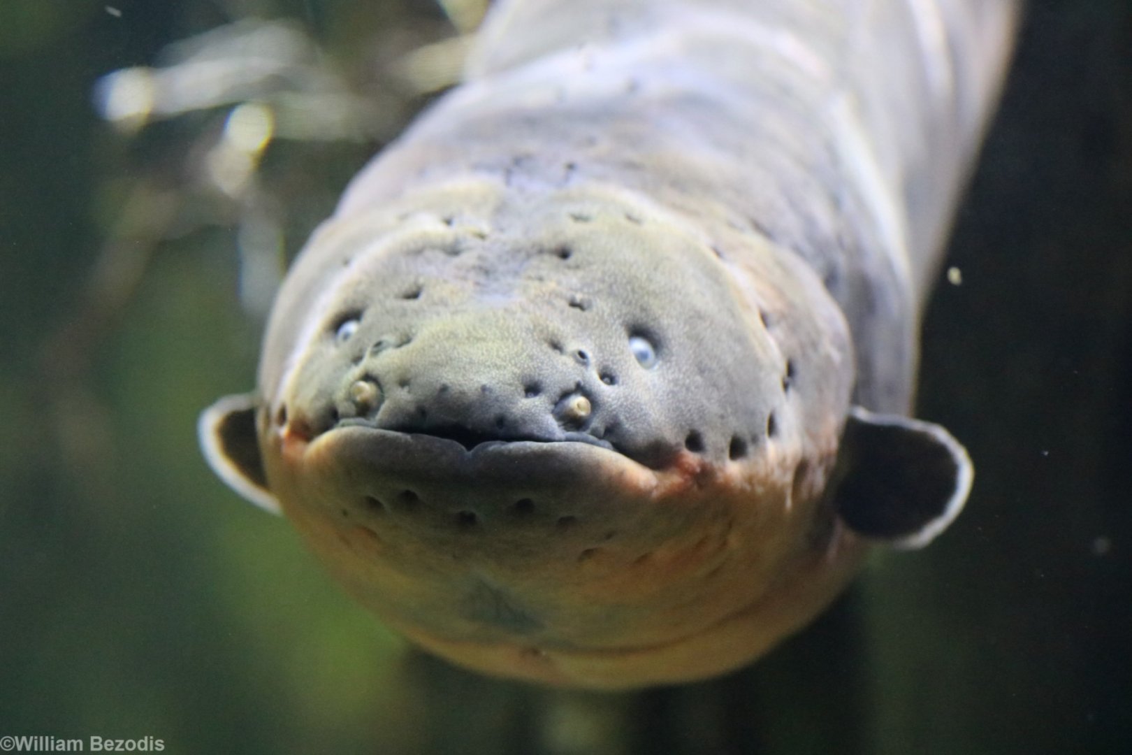 Electric Eel