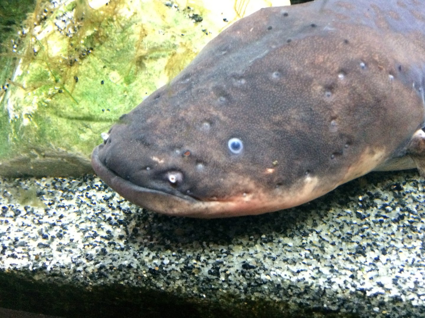 Electric eel