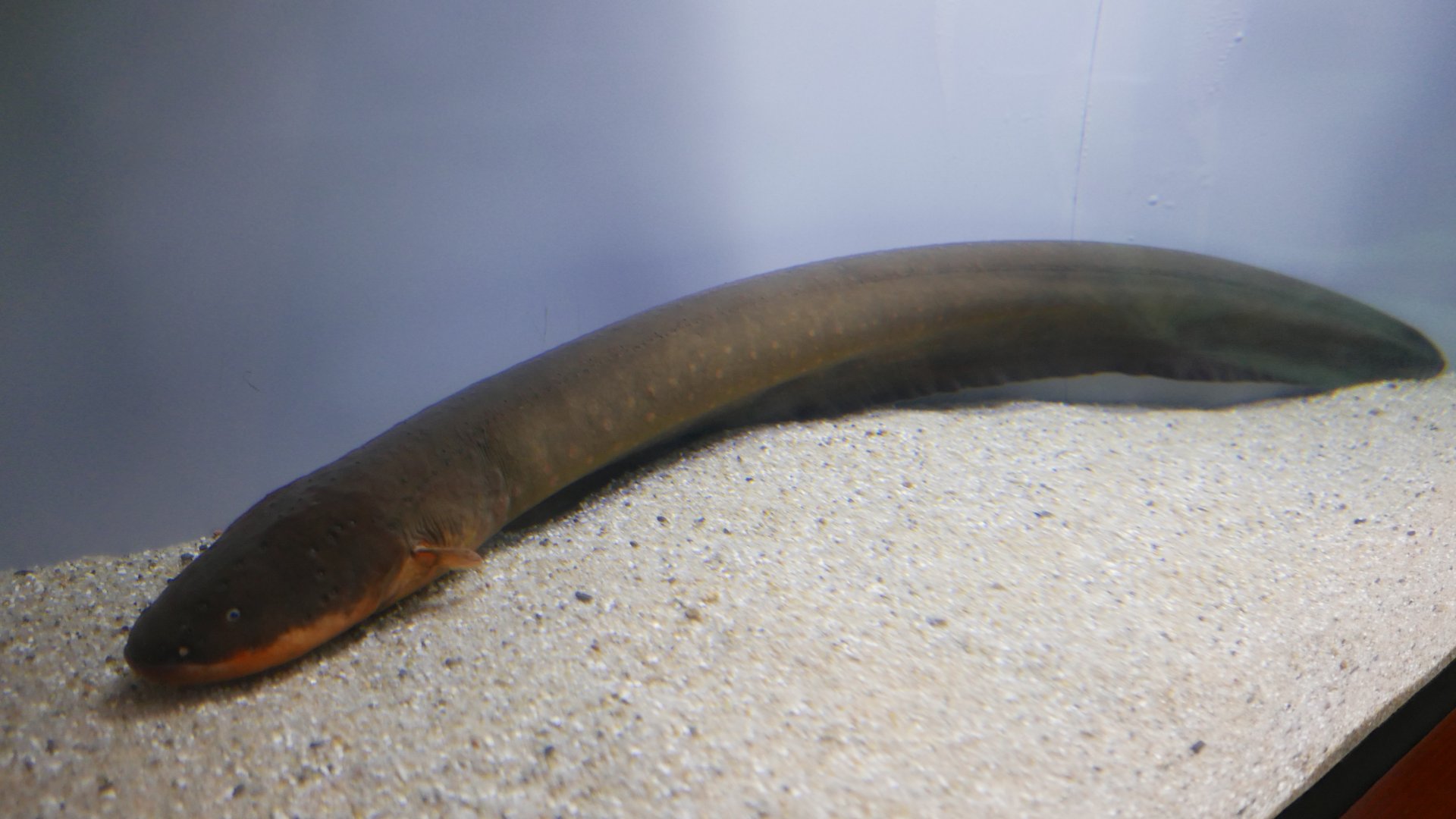 Electric Eel