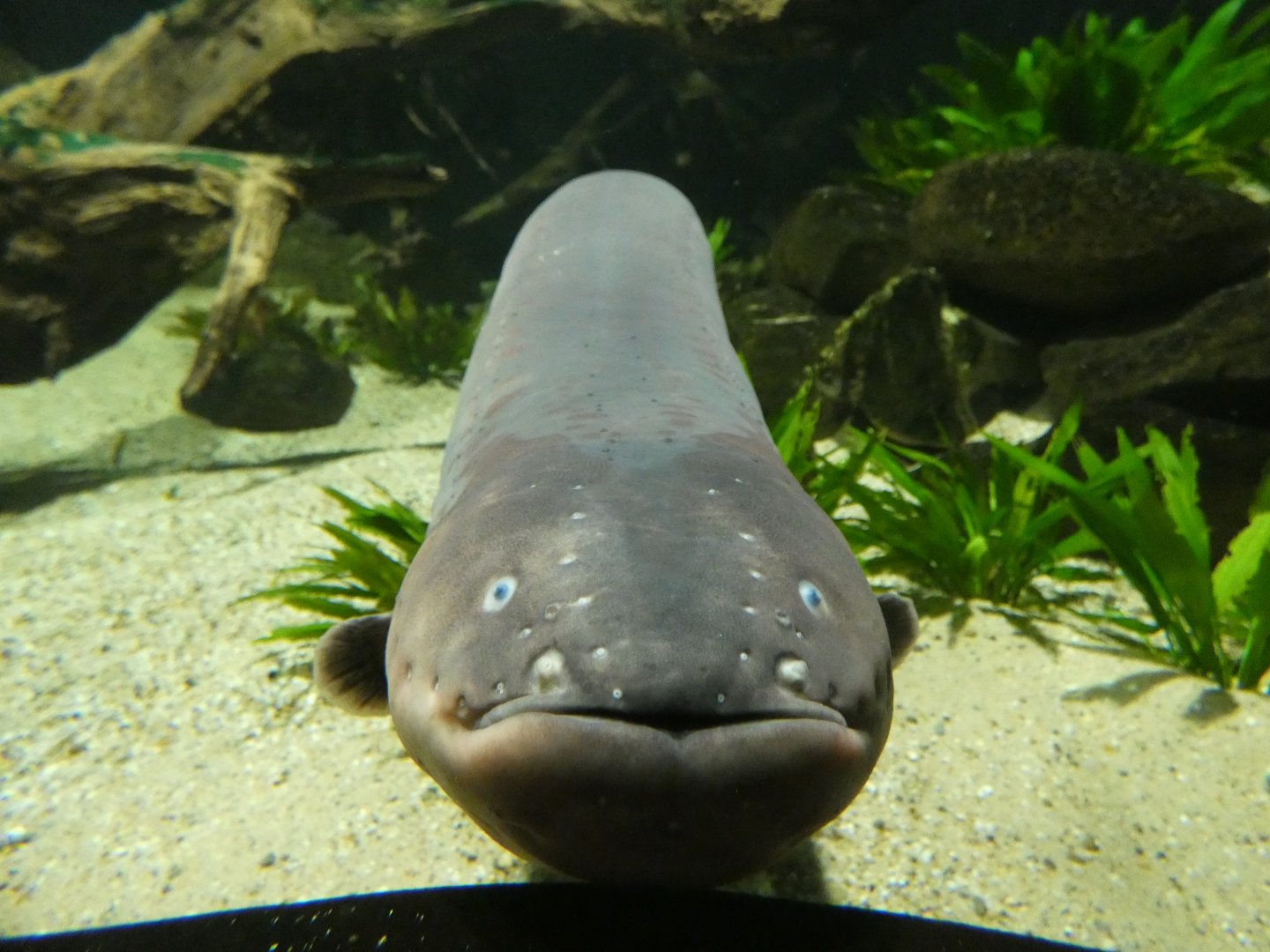Electric Eel