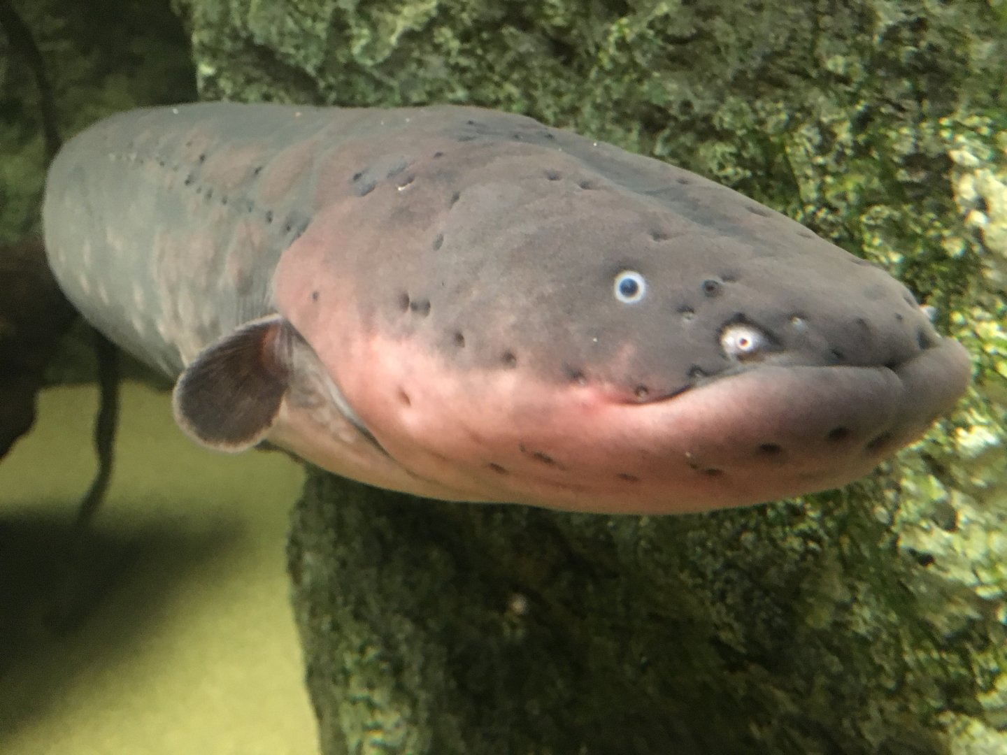 Electric eel